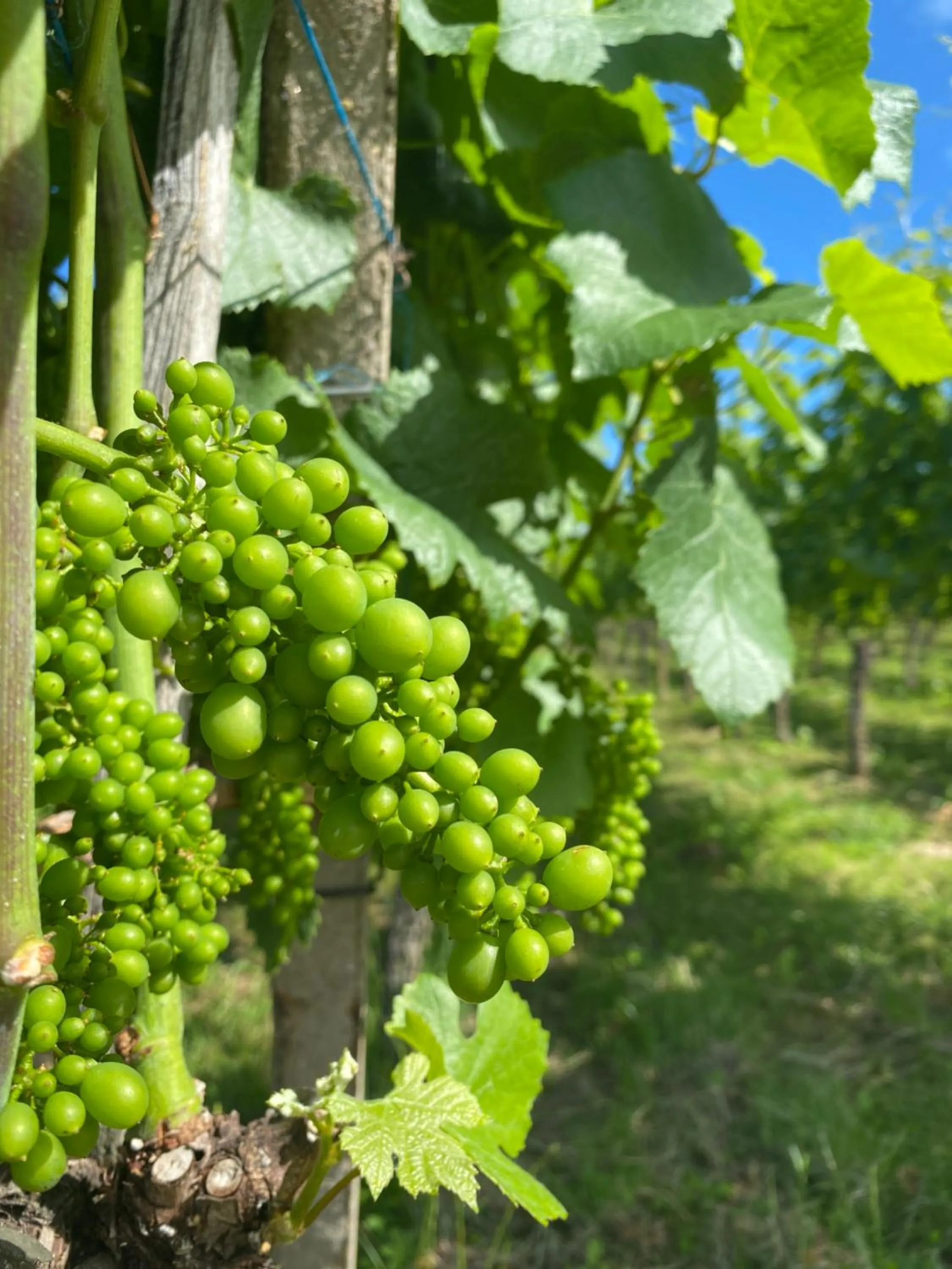 Natural landscape in Landgasthof Ochsen