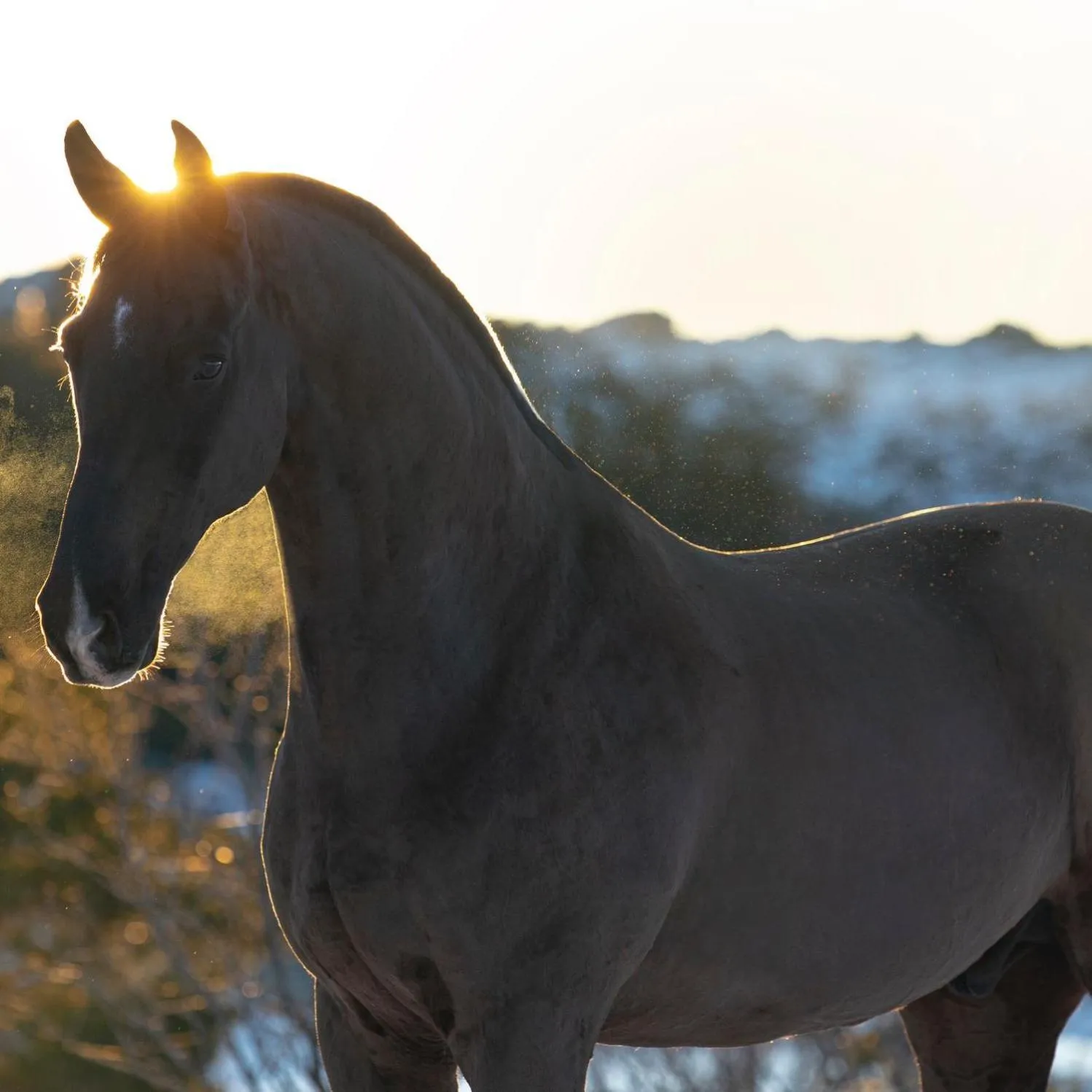 Horse-riding in Madre de Água Hotel Rural de Charme