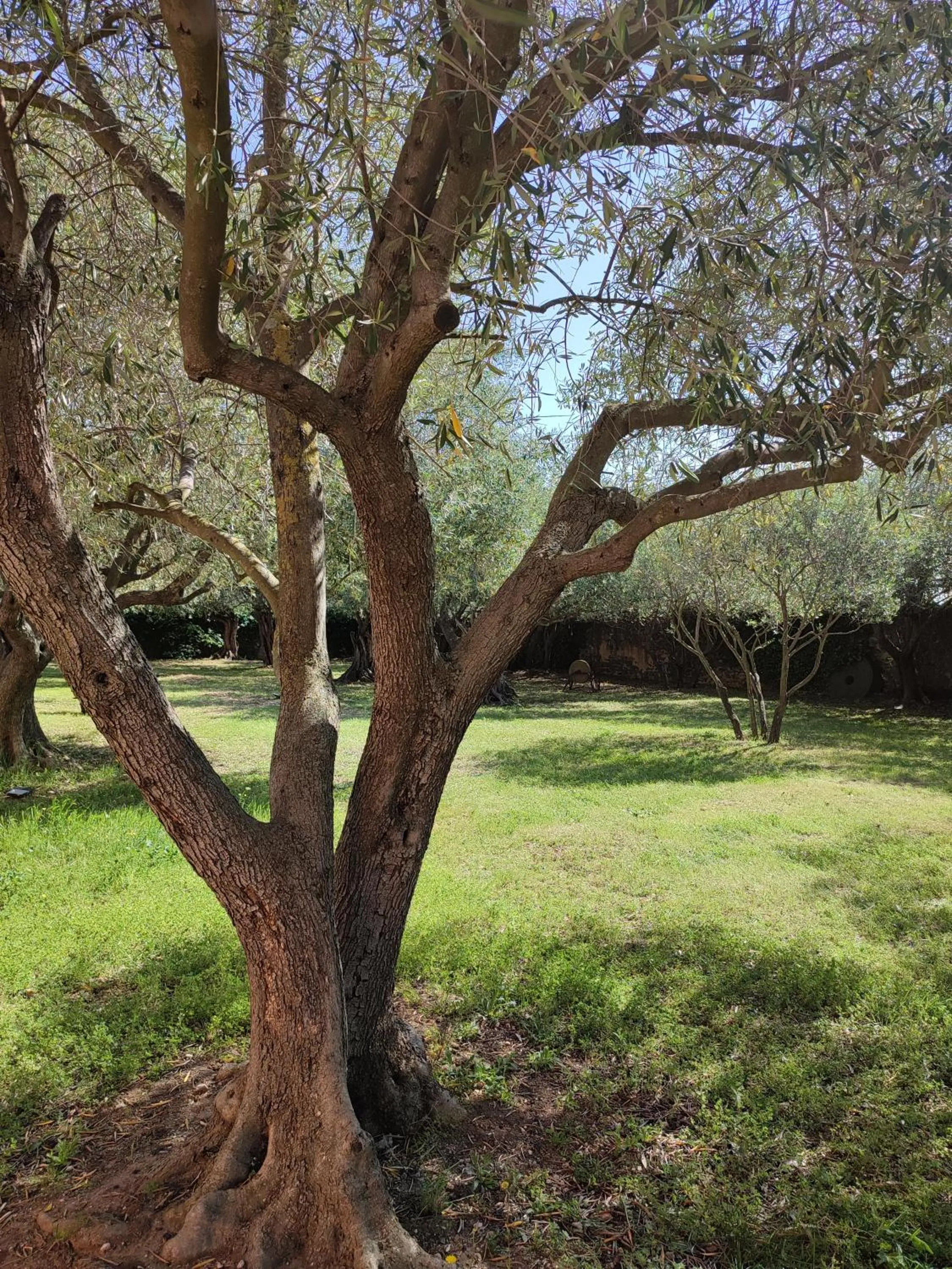 Garden in Les Chambres du Prieuré