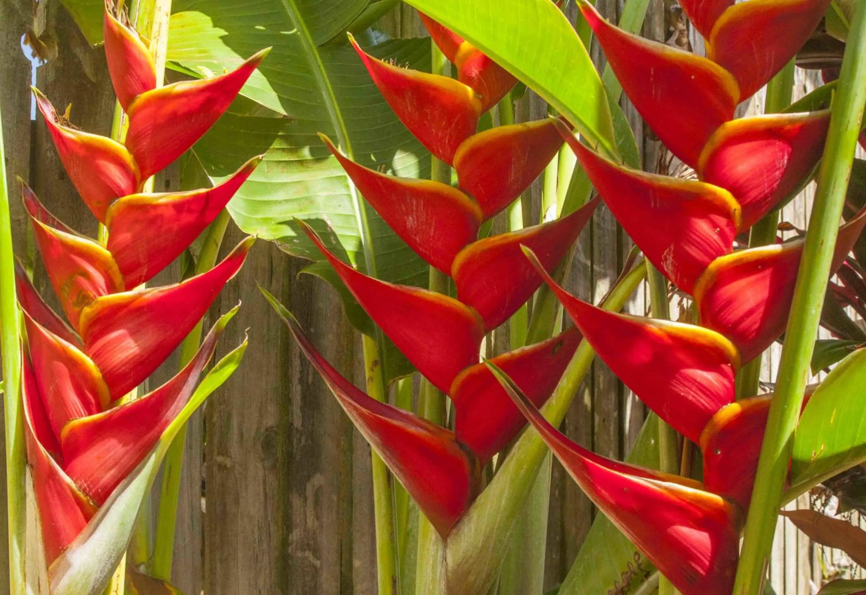 Garden in Coomera Motor Inn