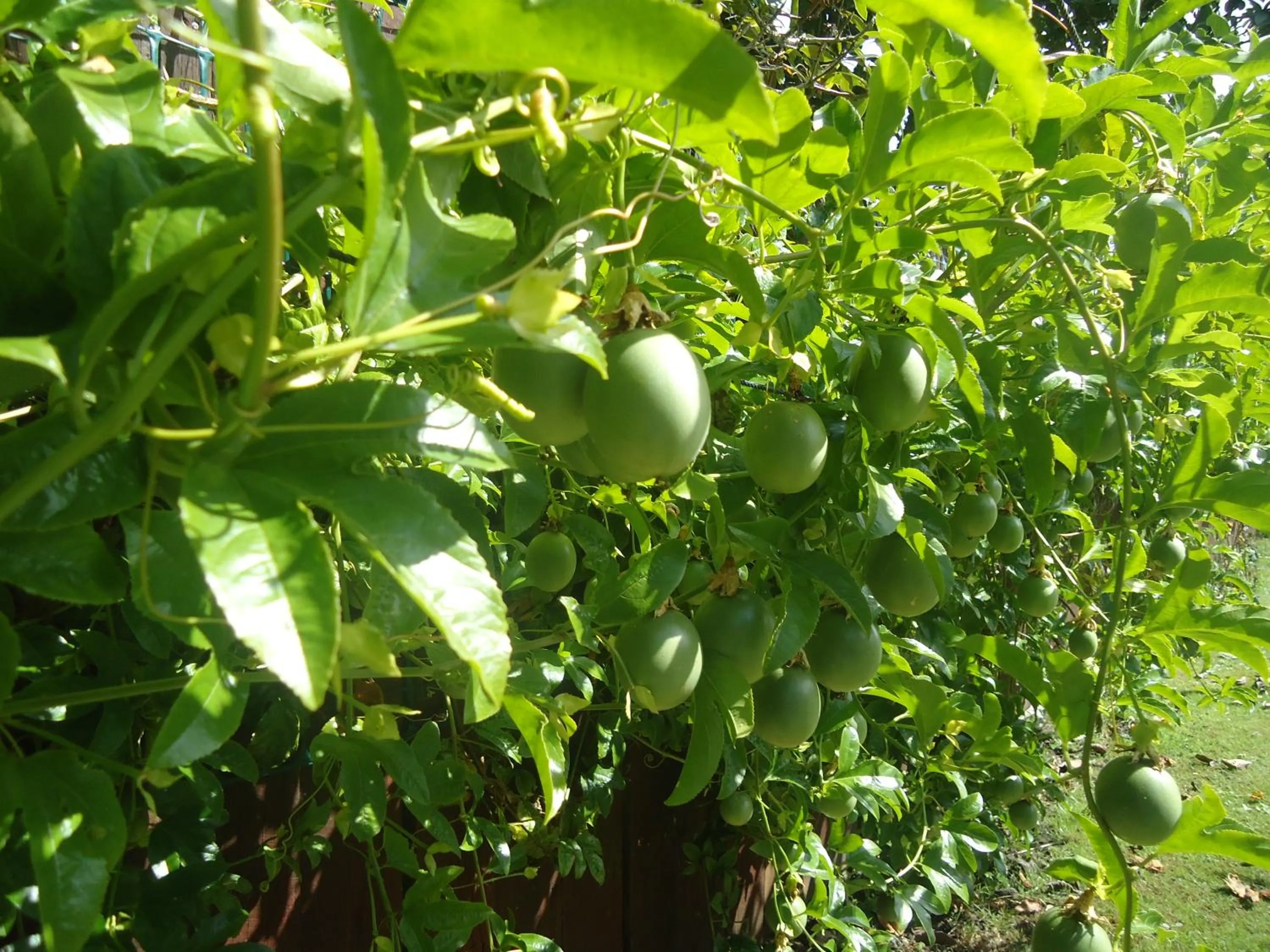 Garden in Tripinn Modern Motels & Affordable Accommodation