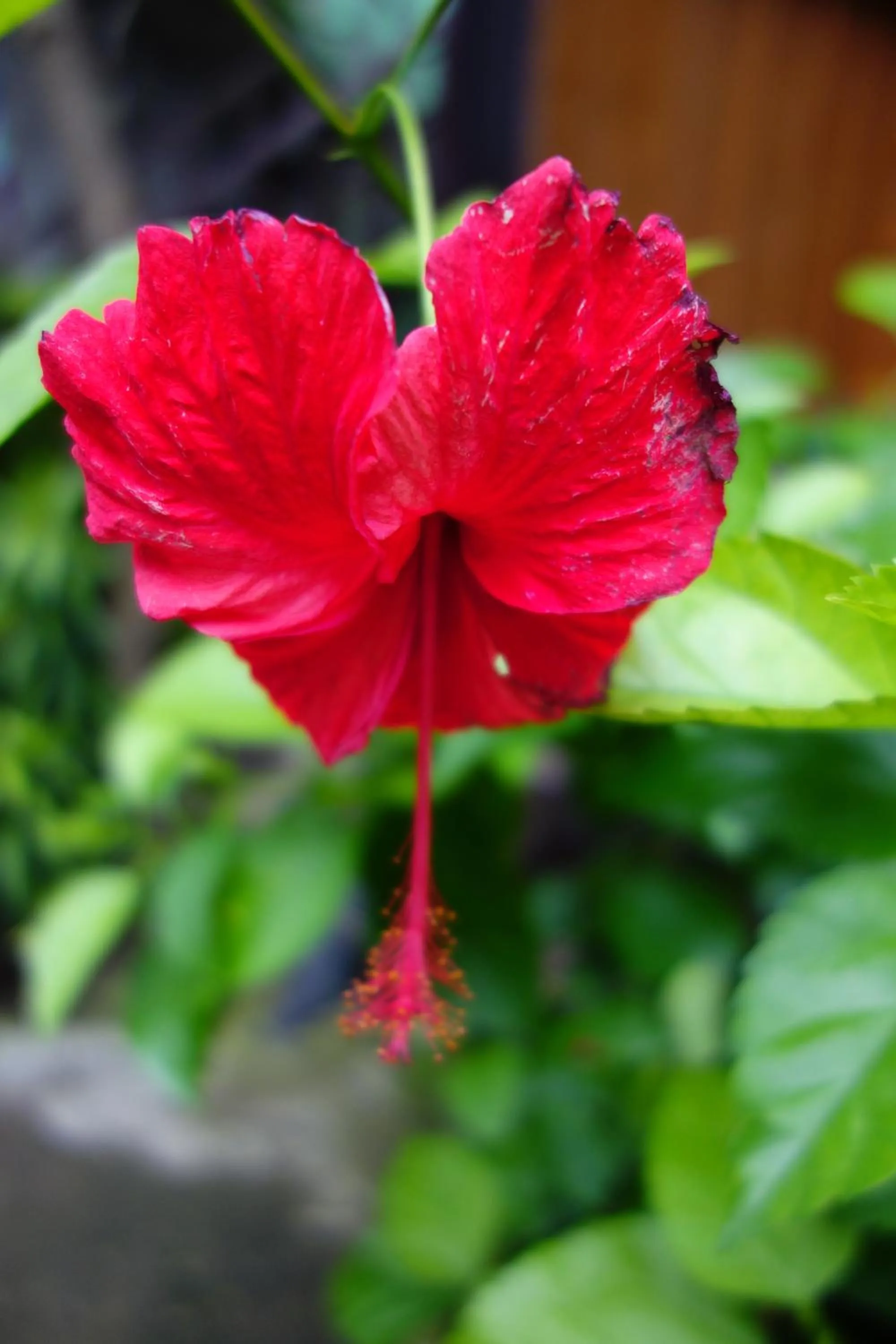 Property building in Banana Leaf Bungalow