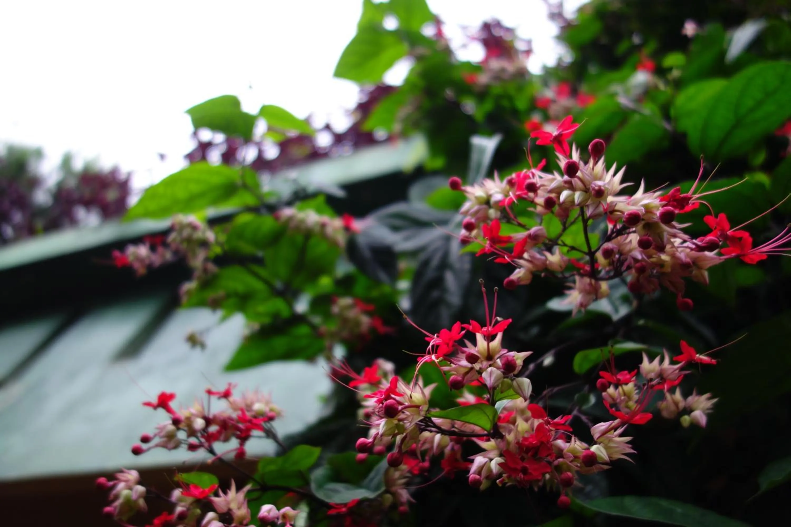 Property building in Banana Leaf Bungalow