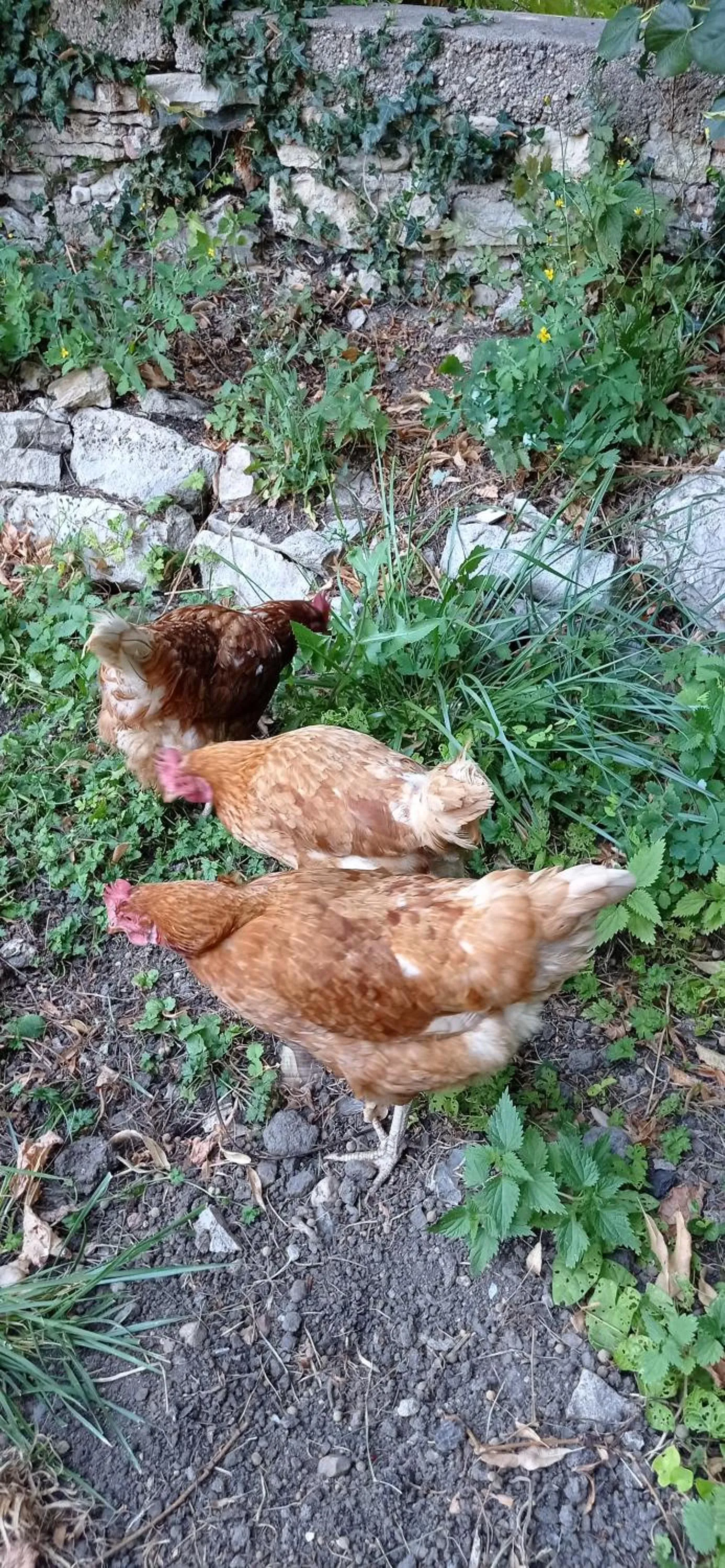 Animals in Chambres d'hôtes La Tuilerie