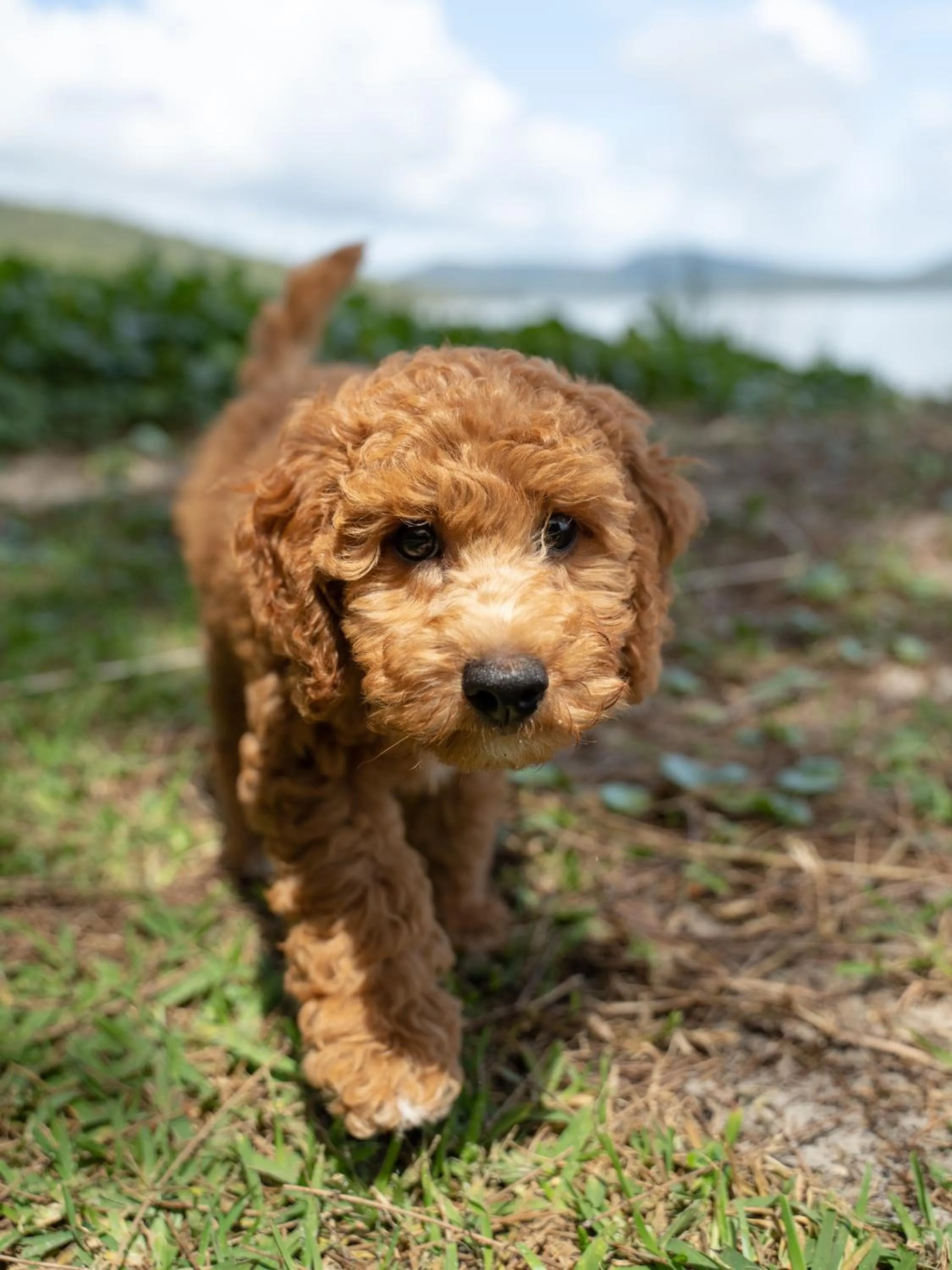 Pets in Tiona Holiday Park