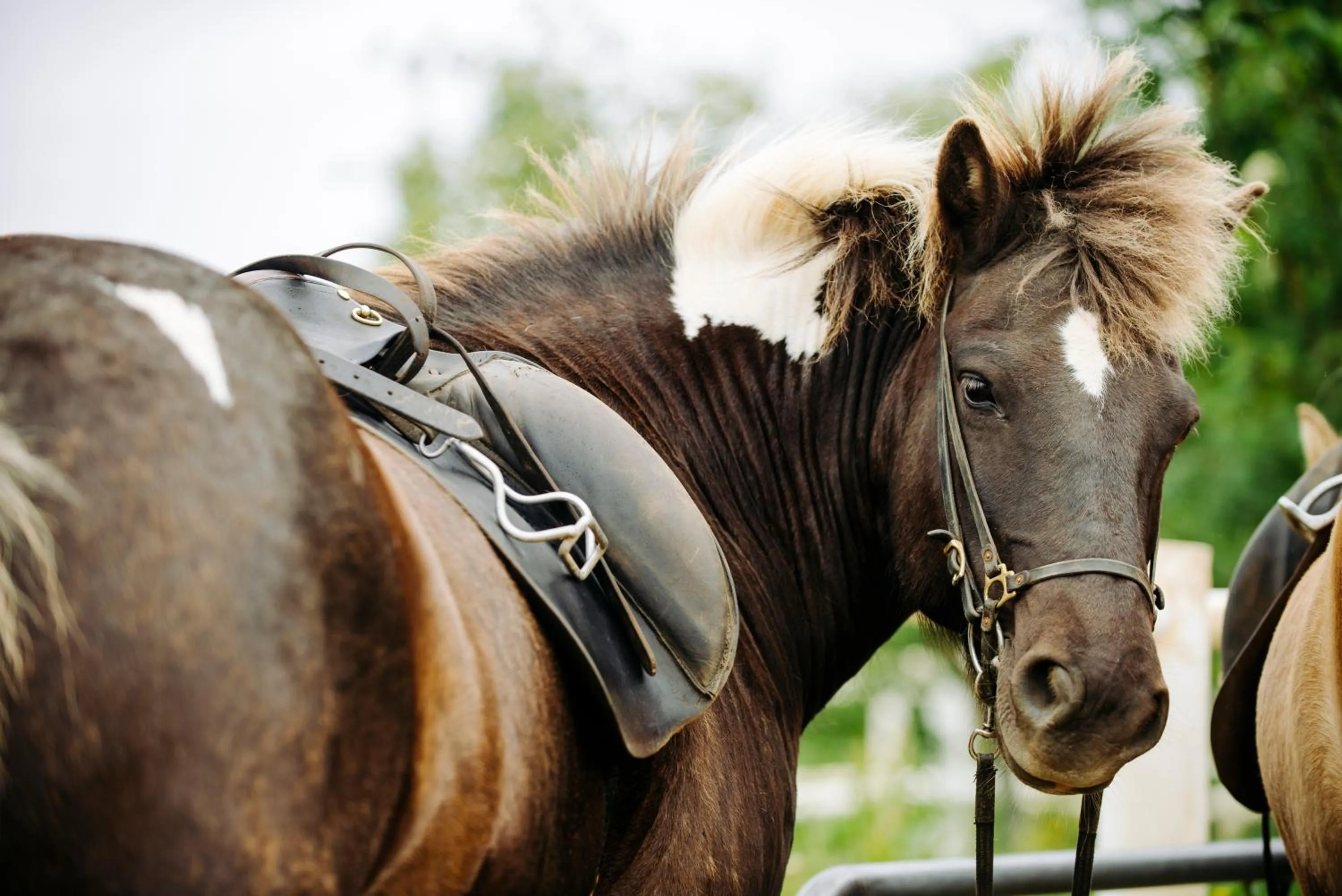 Horse-riding in Hótel Eldhestar