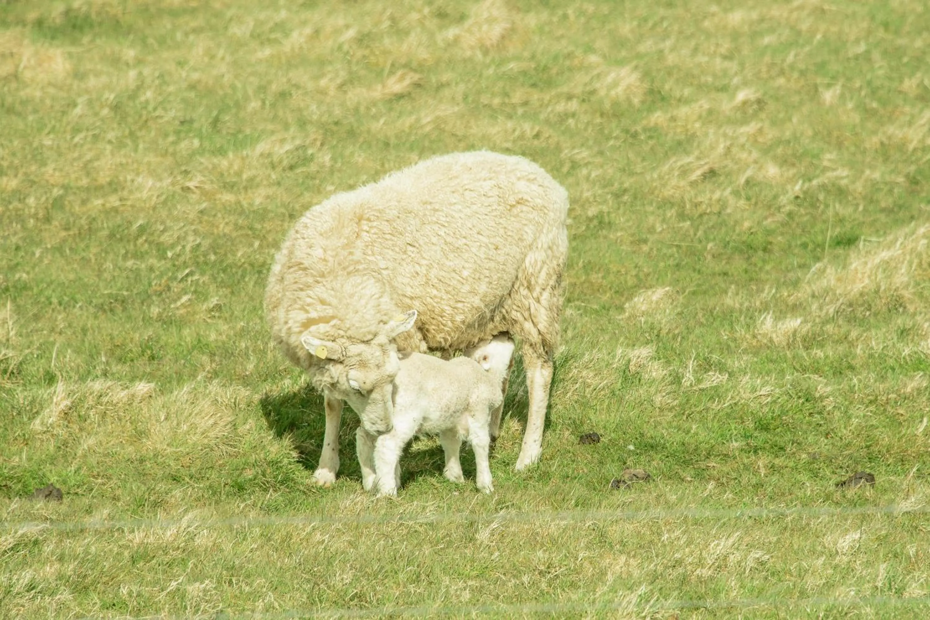 Animals in Pension Luuward 3 Sterne superior Hotel