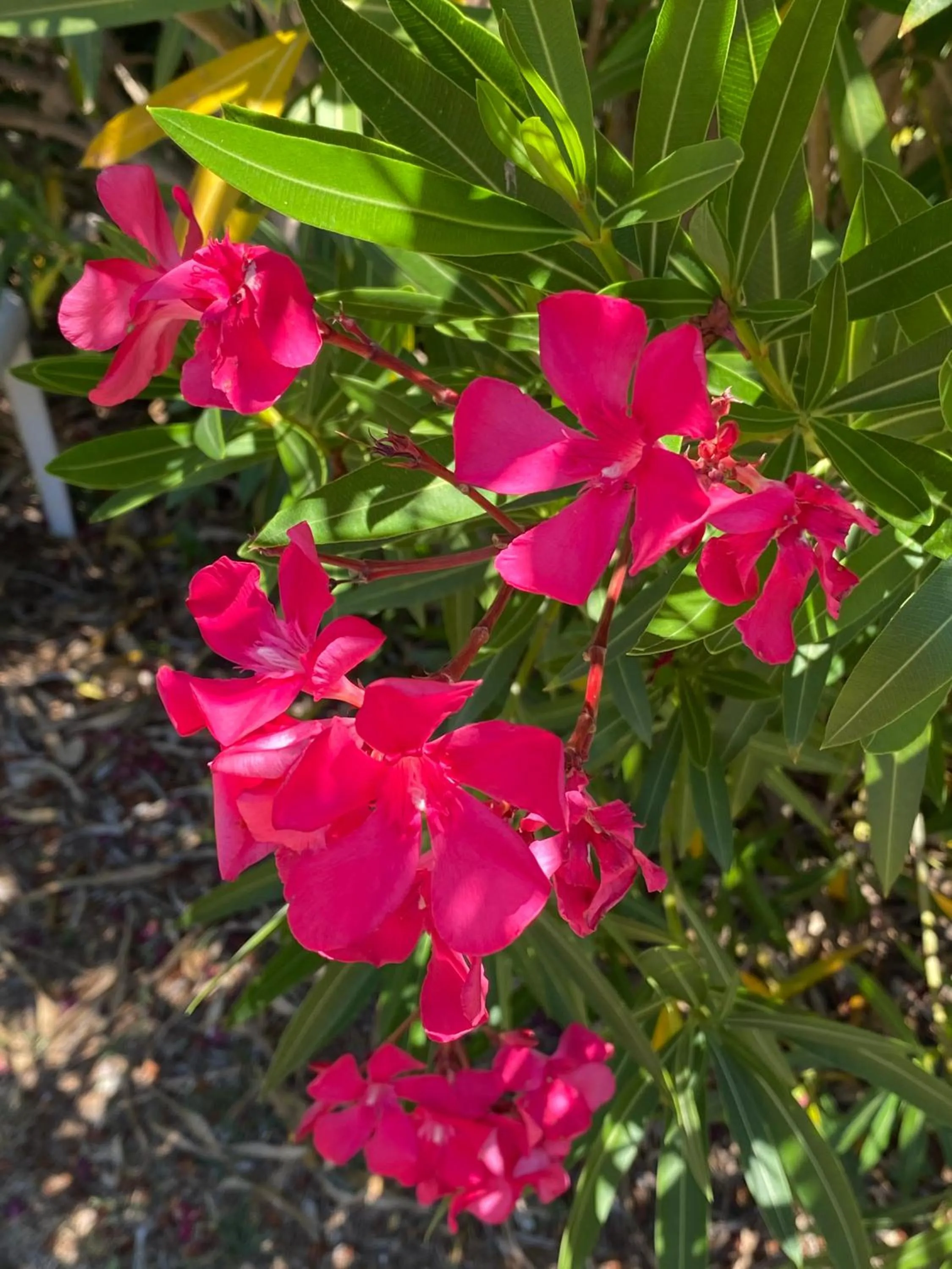 Garden in Hotel Aurora