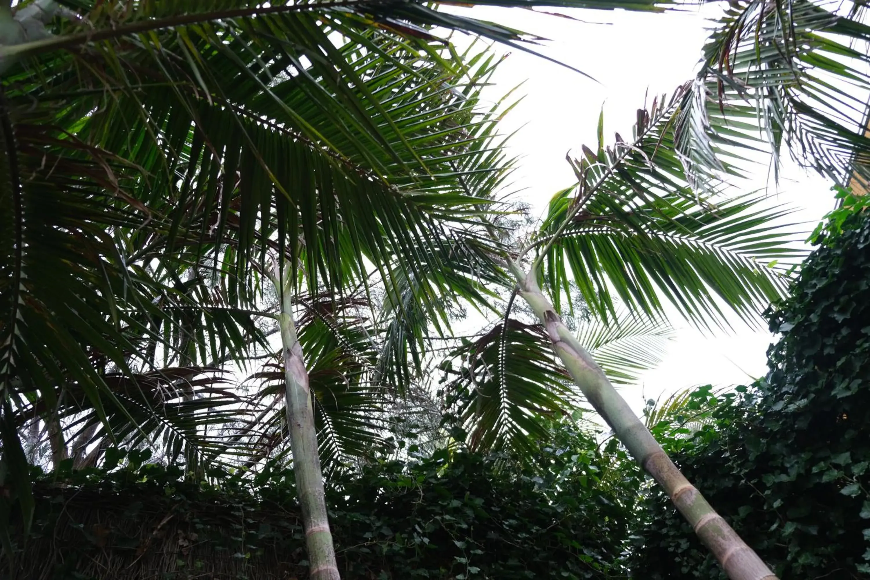 Family Suite in Kaloha Holiday Resort Phillip Island Family Suite in Kaloha Holiday Resort Phillip Island