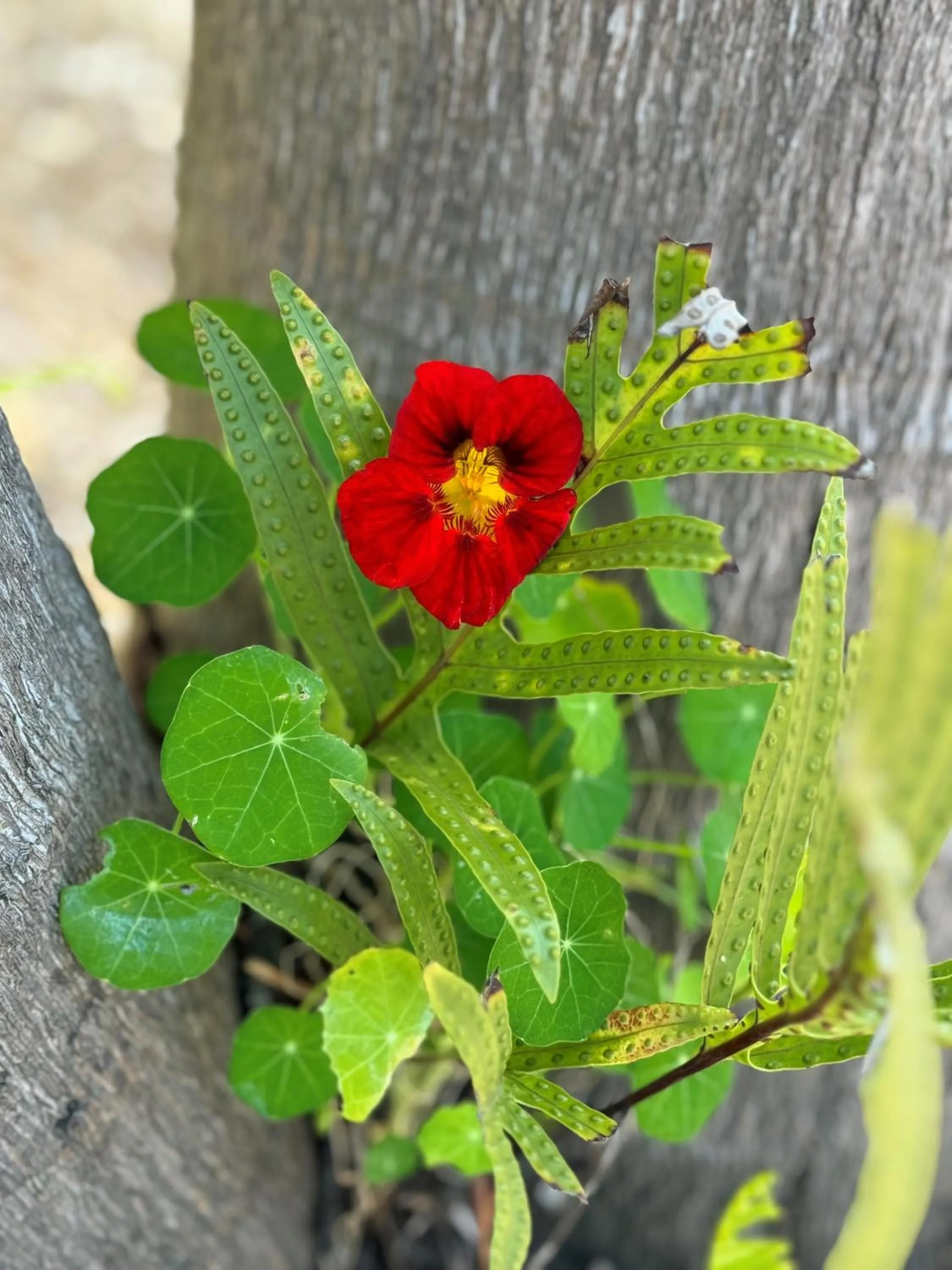 Garden in Kaloha Holiday Resort Phillip Island