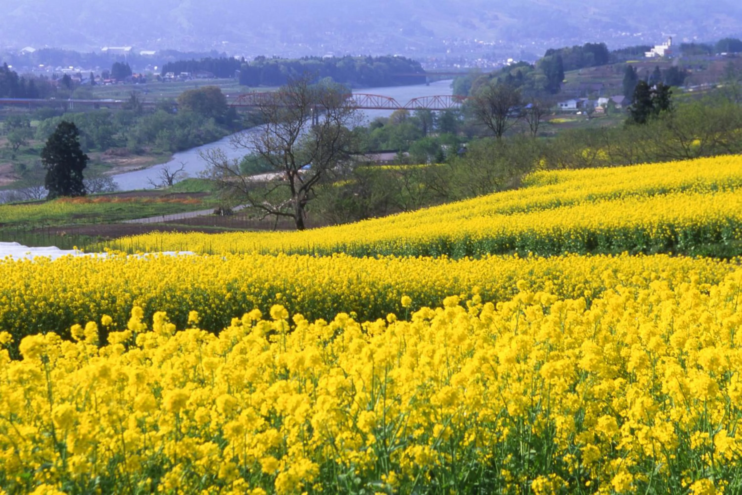 Natural landscape in Hotel Metropolitan Nagano
