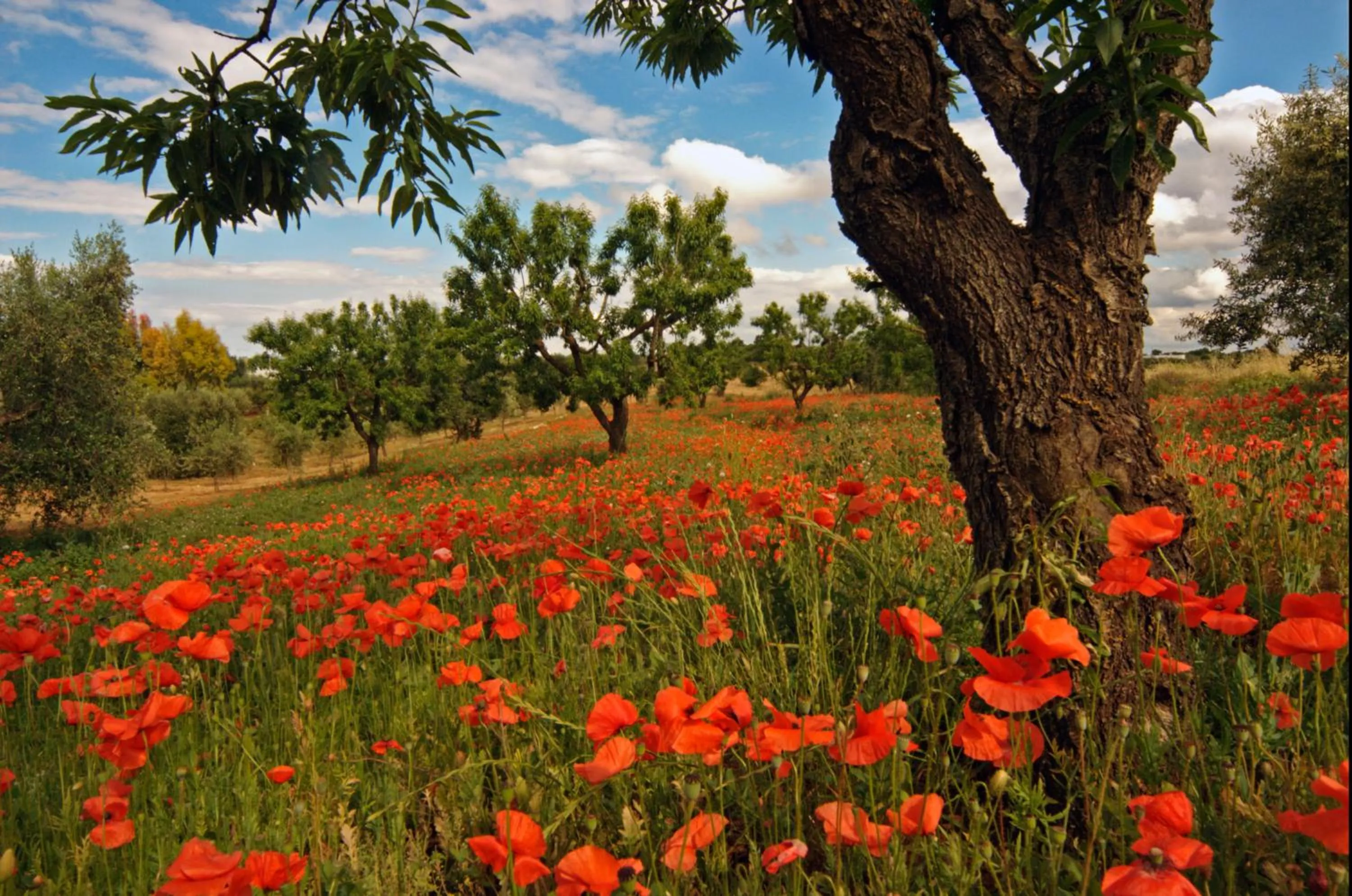 Spring in Masseria Il Frantoio