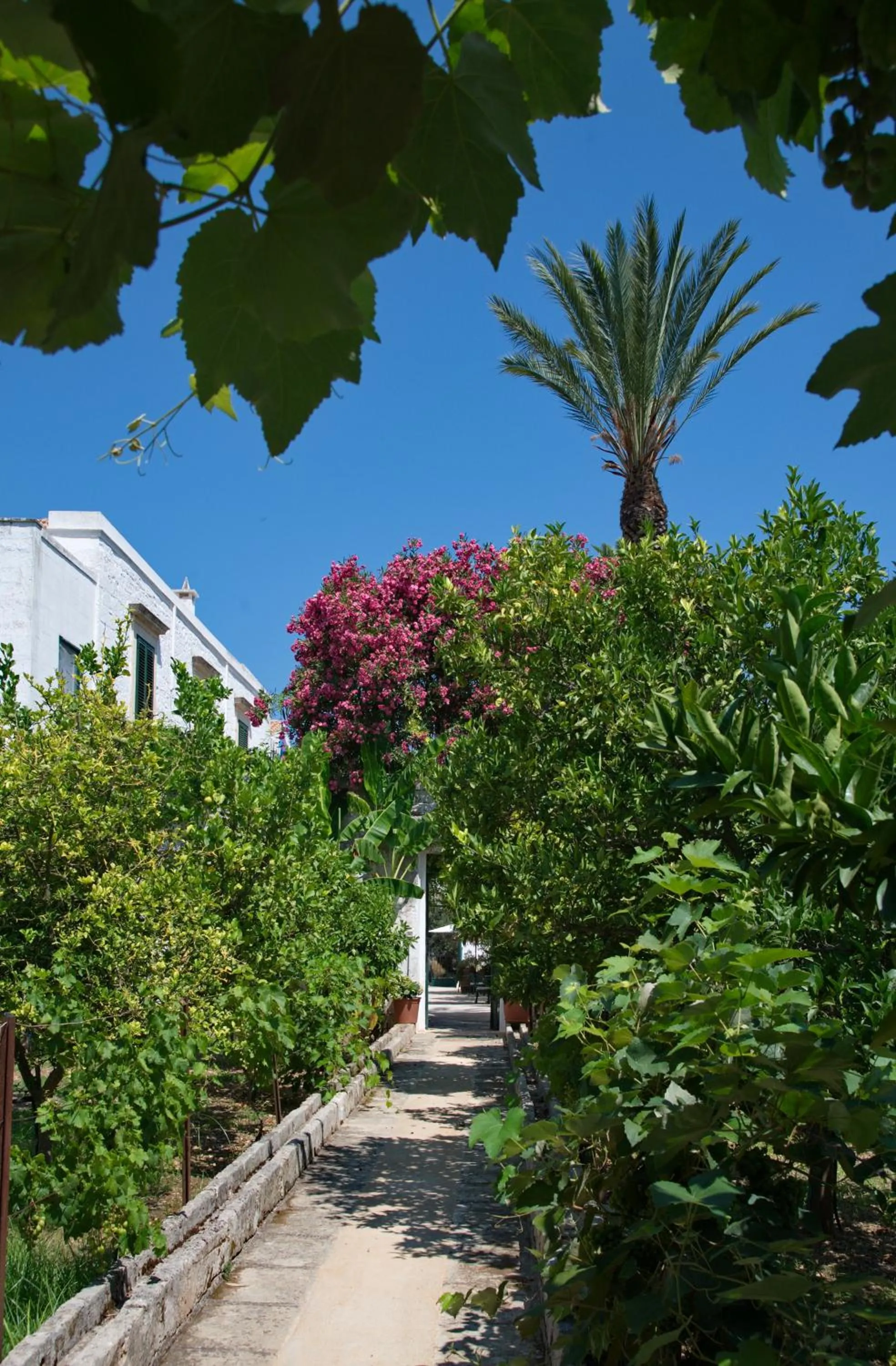 Masseria Il Frantoio