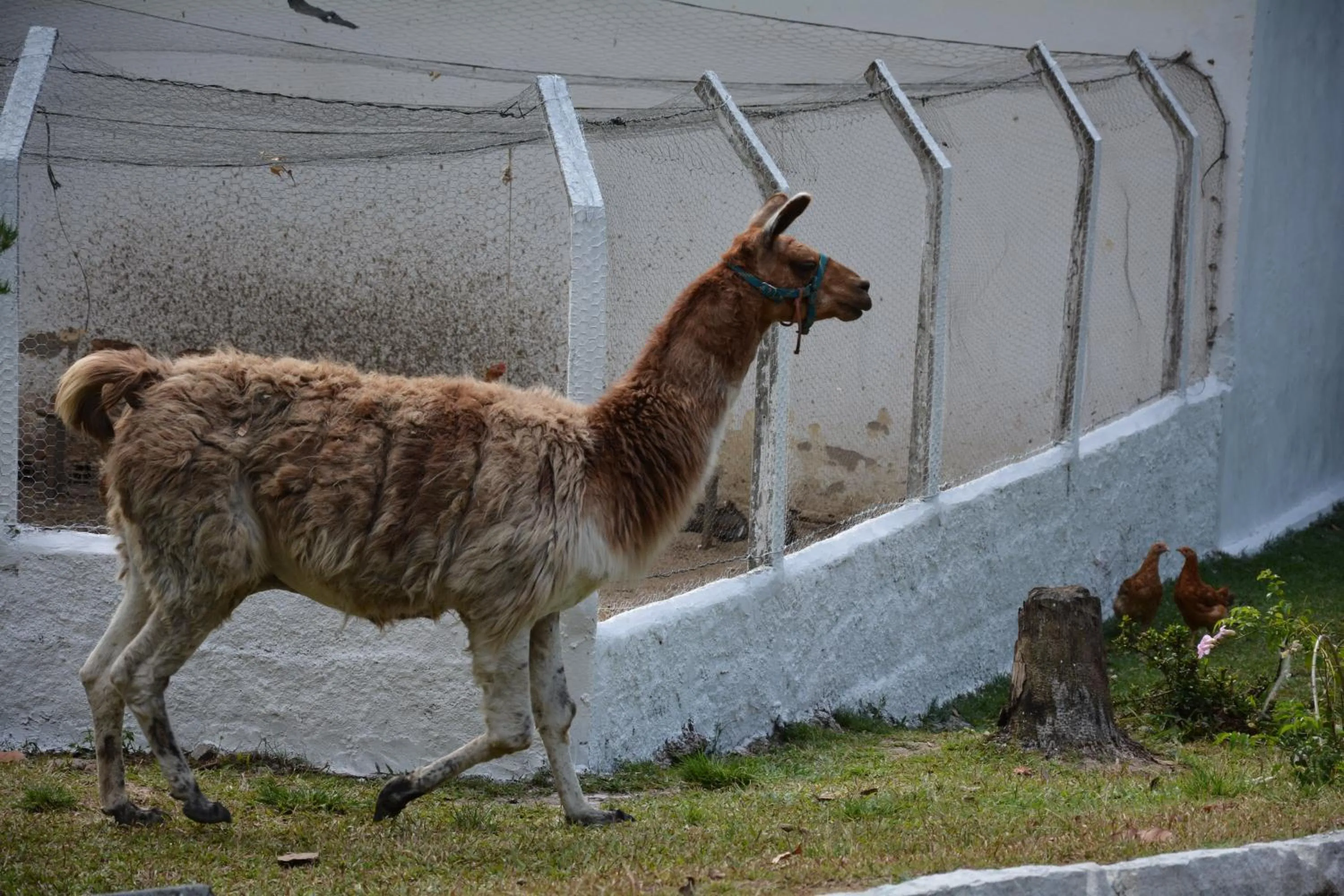 Animals in Quilombo Hotel Fazenda