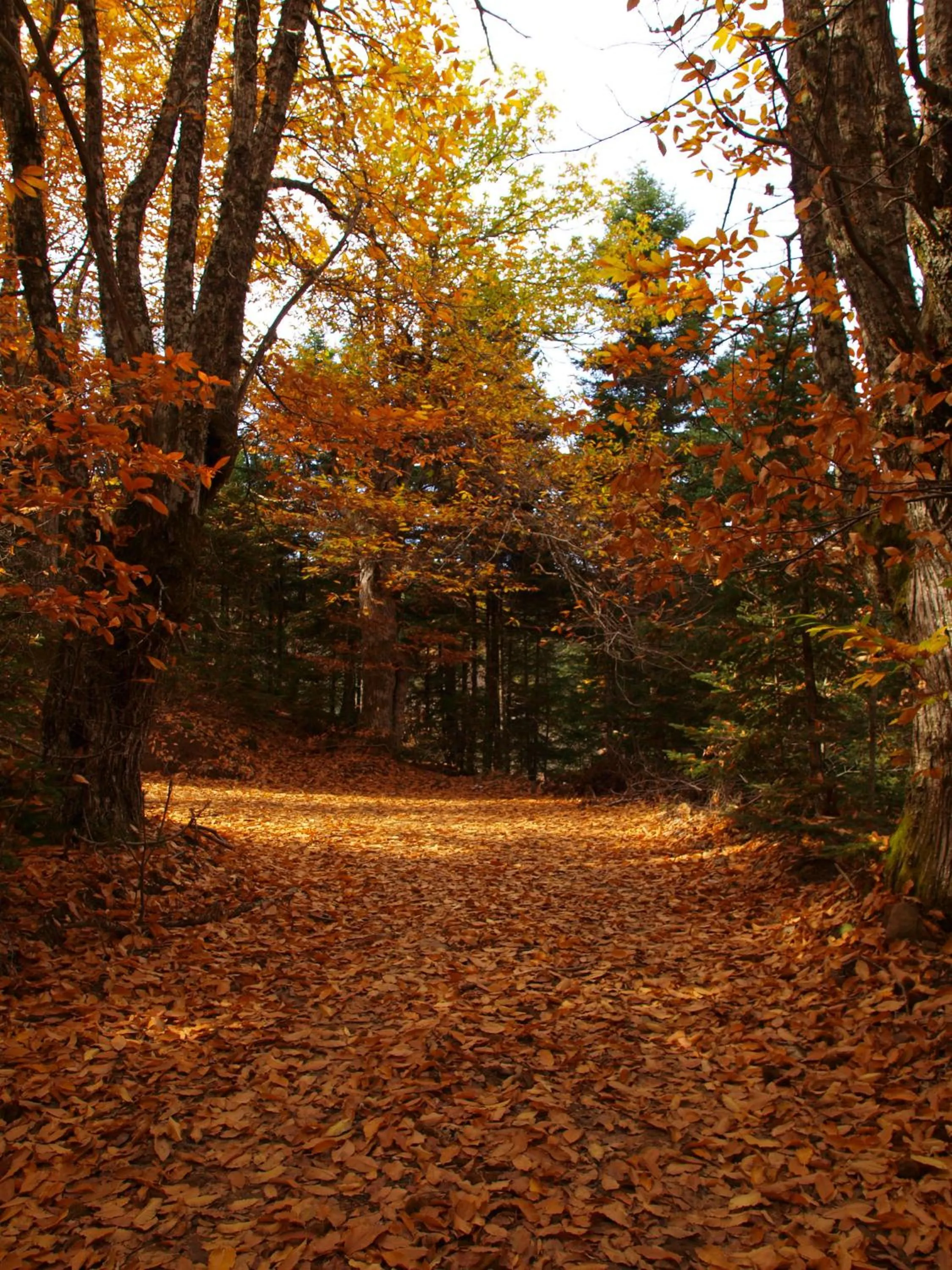 Area and facilities in Ta Petrina