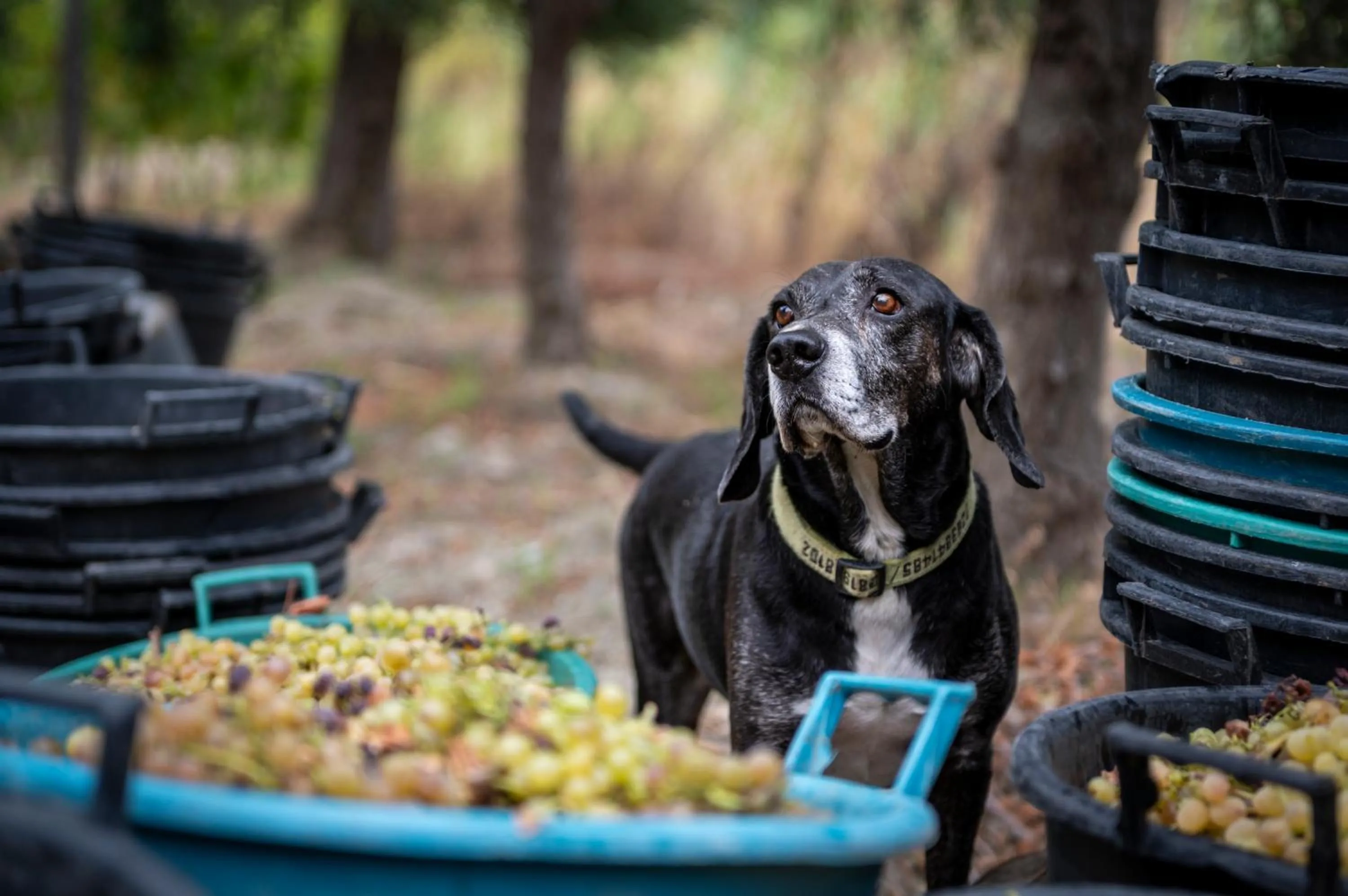 Pets in Punta Chiarito Resort