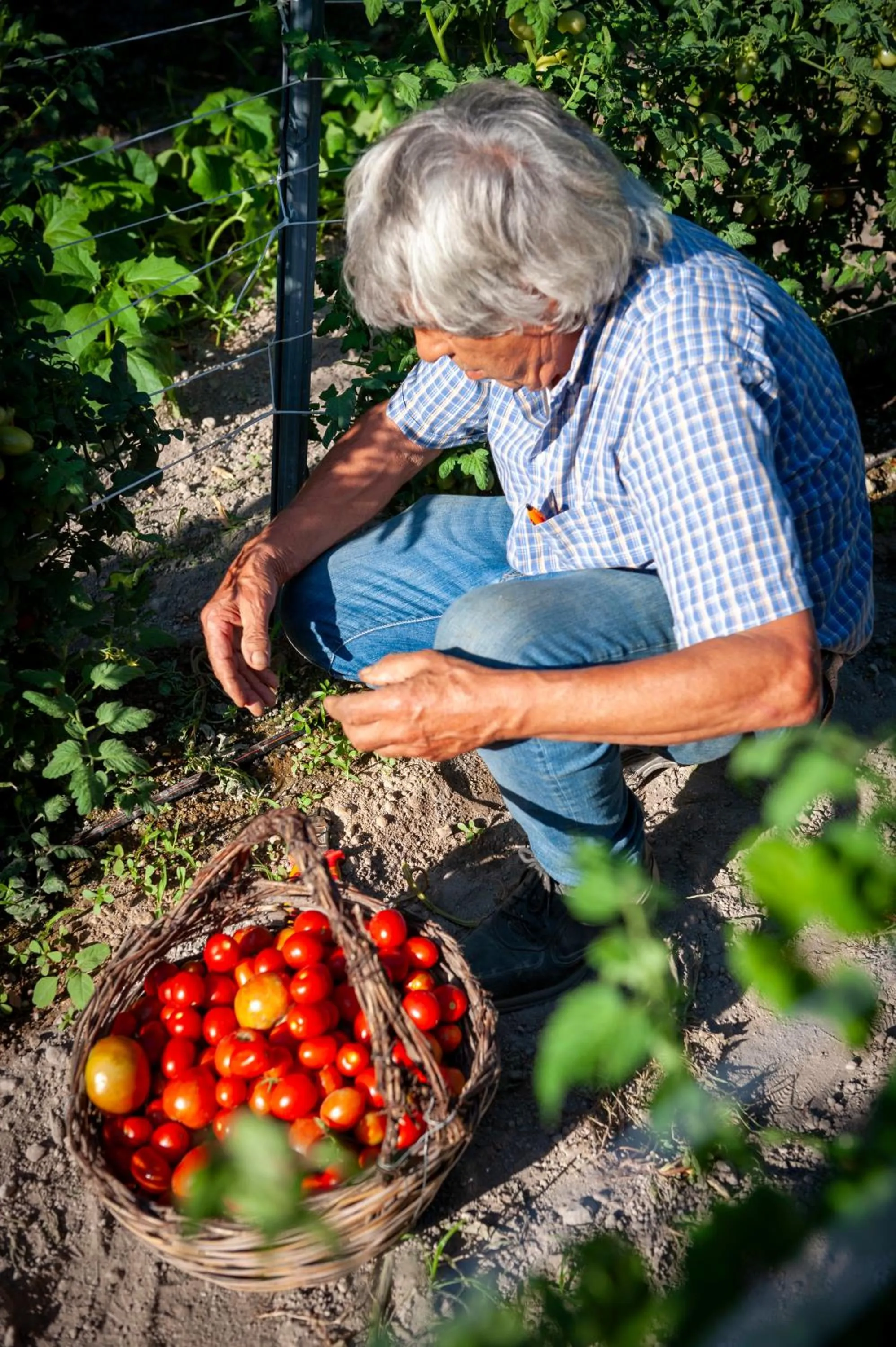 Garden in Punta Chiarito Resort