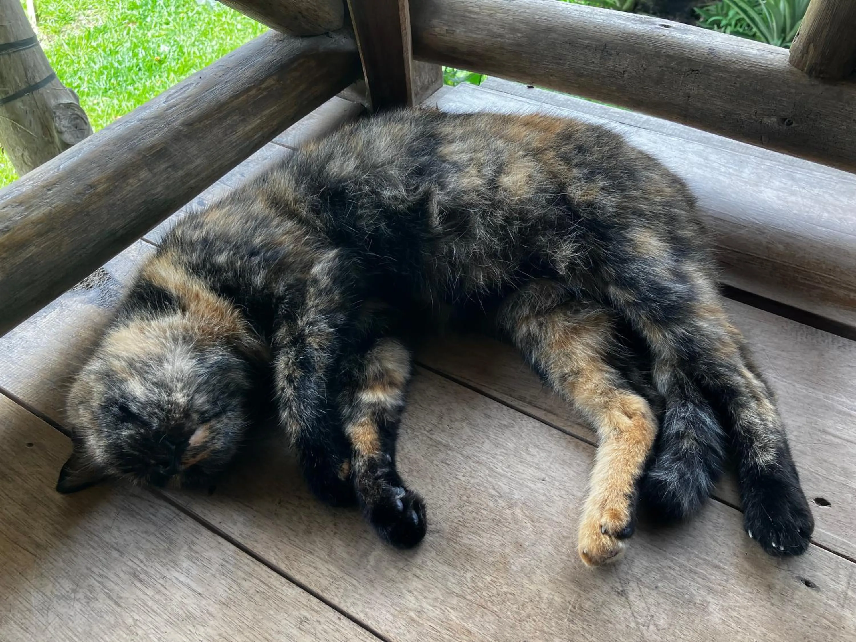 Animals in Backpacker's Hill Resort