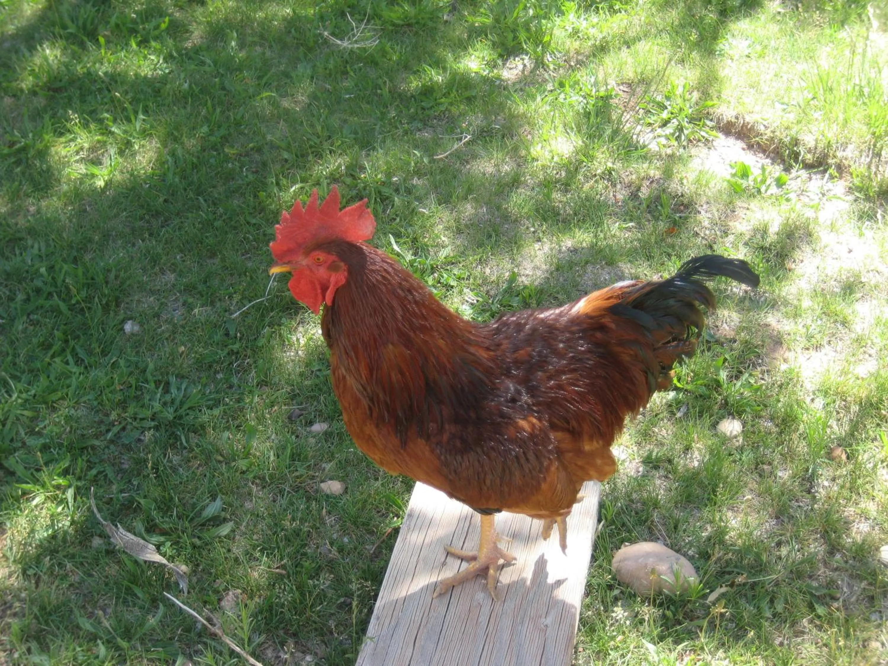 Day in Bumbleberry Inn