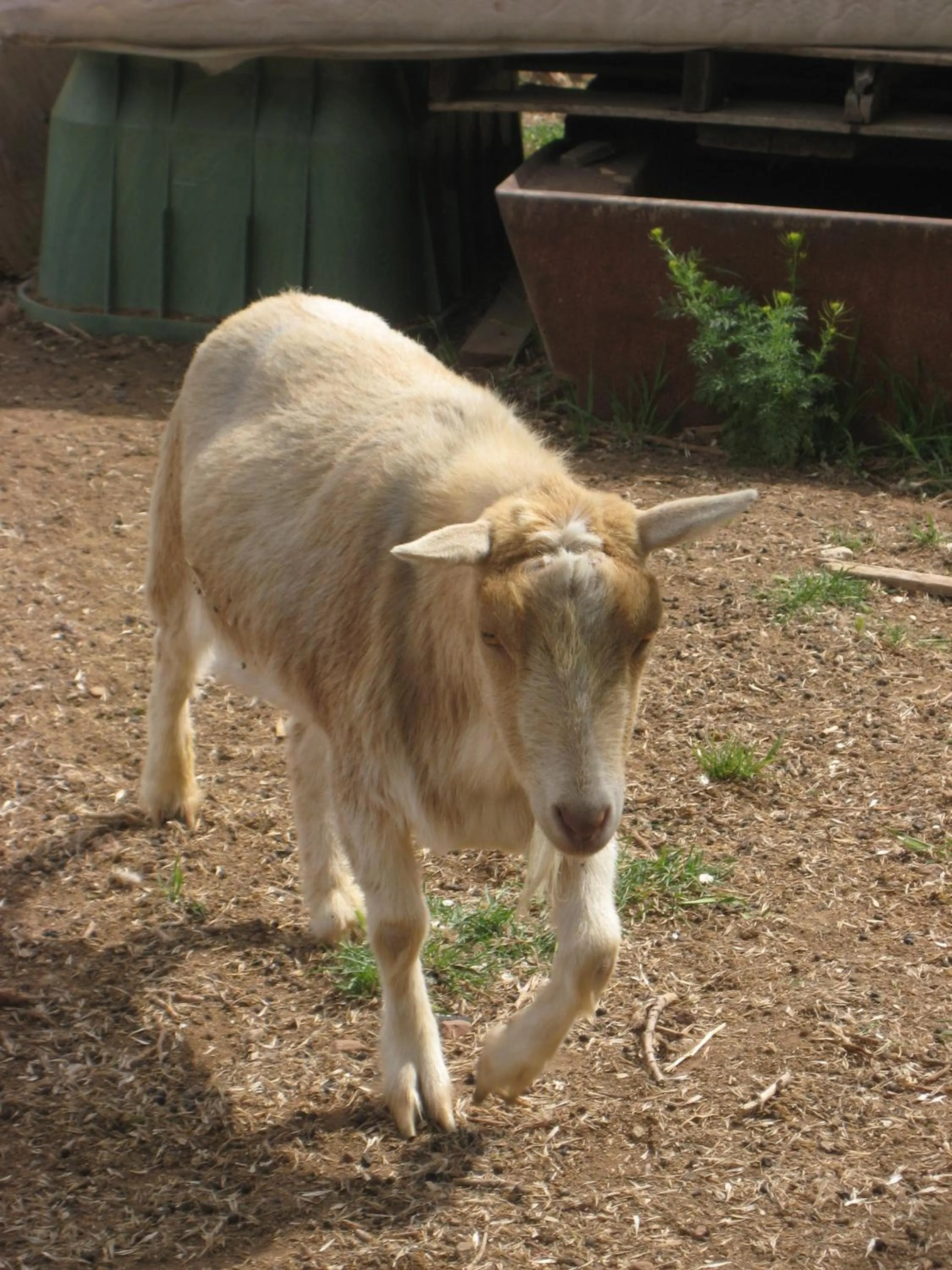 Animals in Bumbleberry Inn