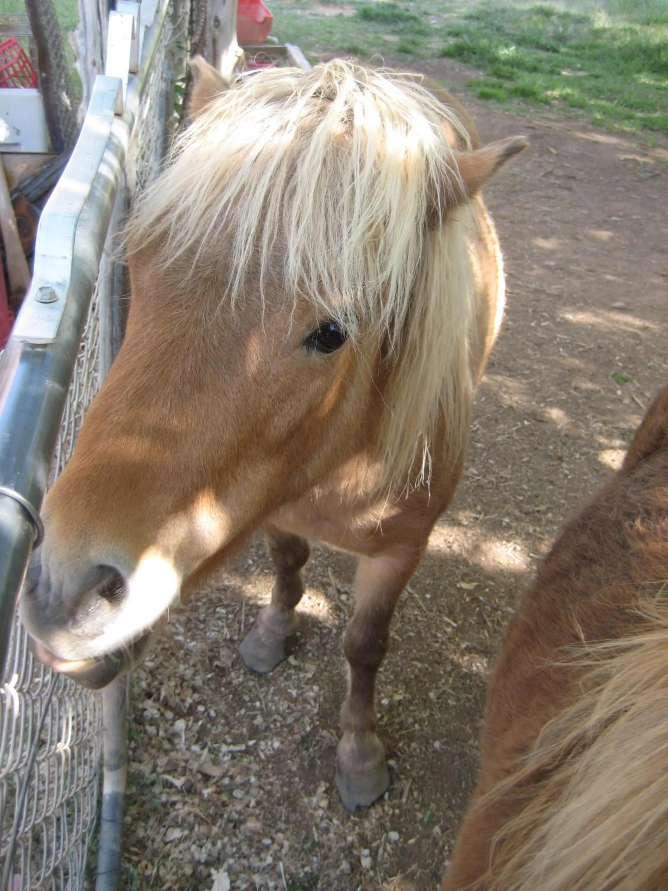 Animals in Bumbleberry Inn