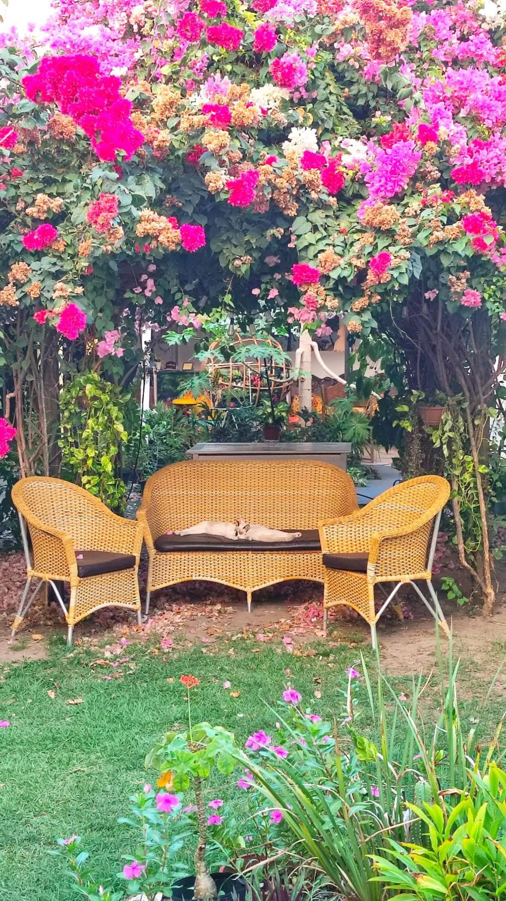 Garden in Pousada Solar Encanto do Marajó