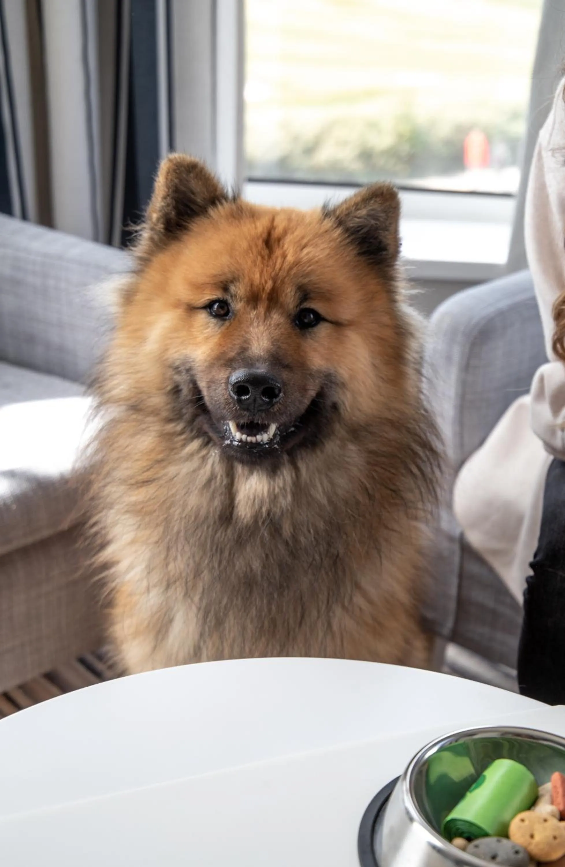 Pets in Oceanside Lifestyle Hotel