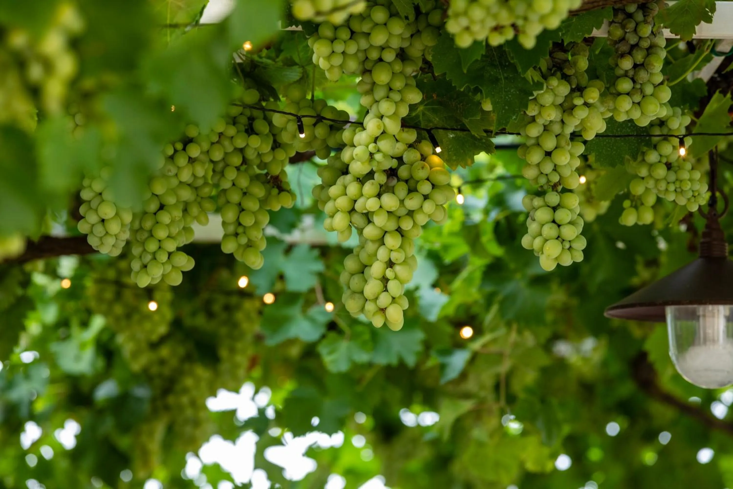 Balcony/Terrace in Giogaia