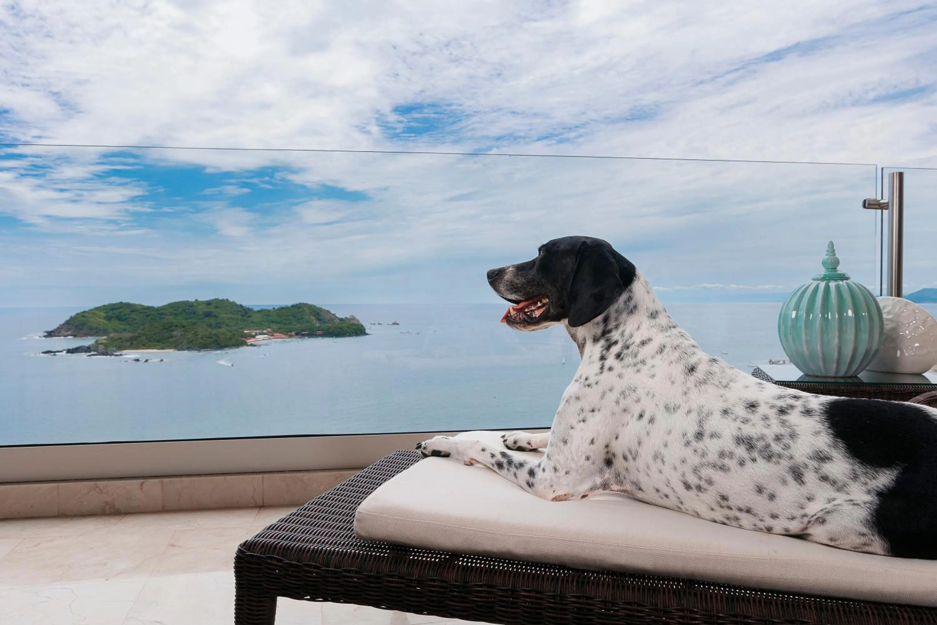 Pets in Azul Ixtapa Grand All Inclusive Suites - Spa & Convention Center
