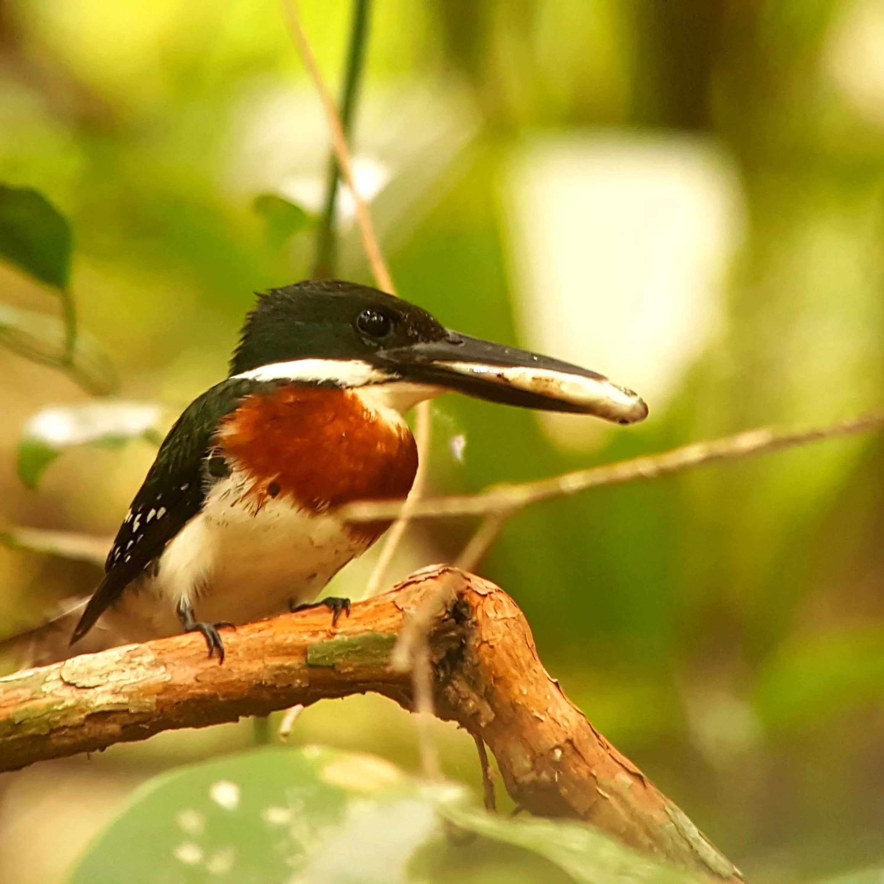 Animals in Hotel La Mariposa
