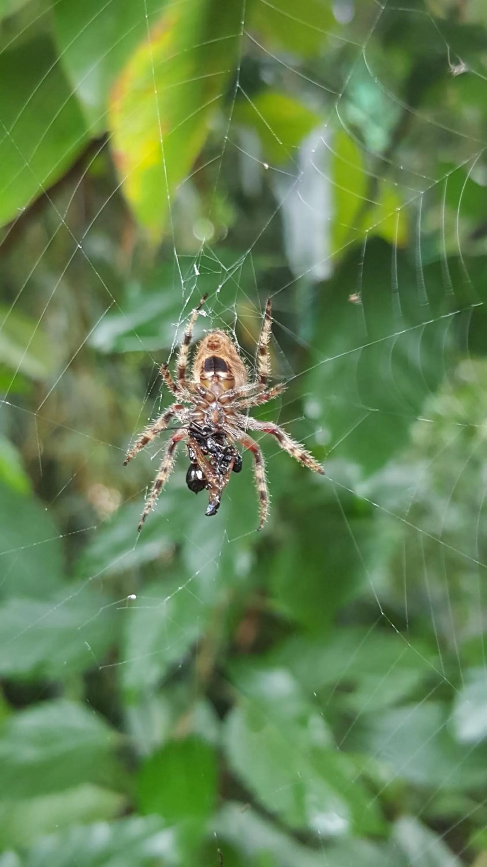 Garden in Hotel La Mariposa