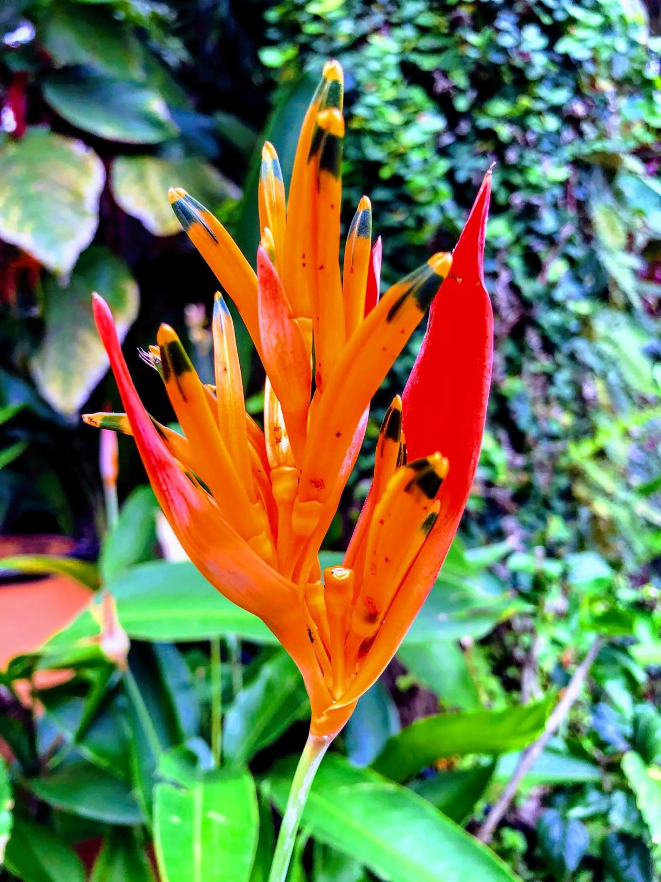 Garden in Hotel La Mariposa