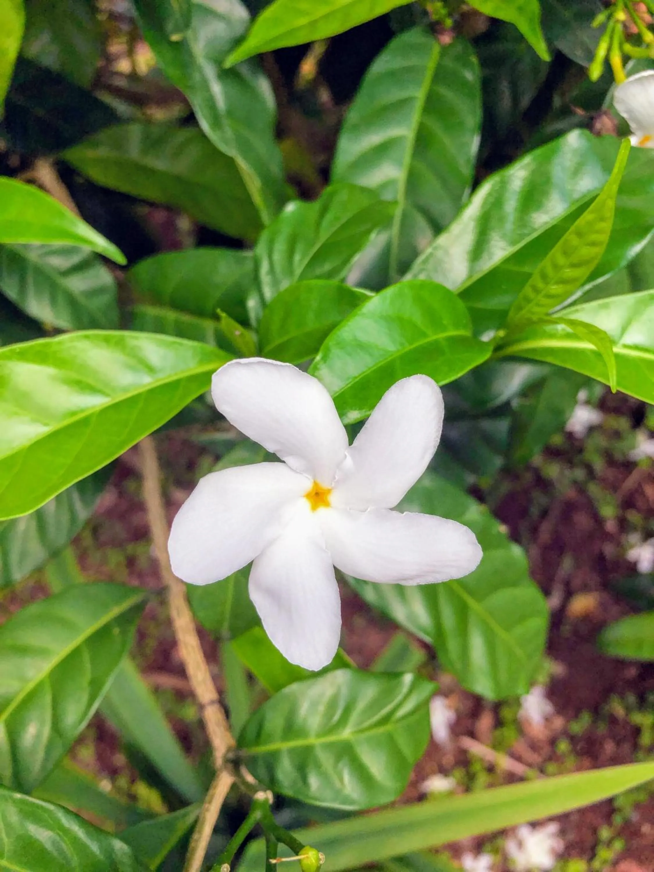 Garden in Hotel La Mariposa