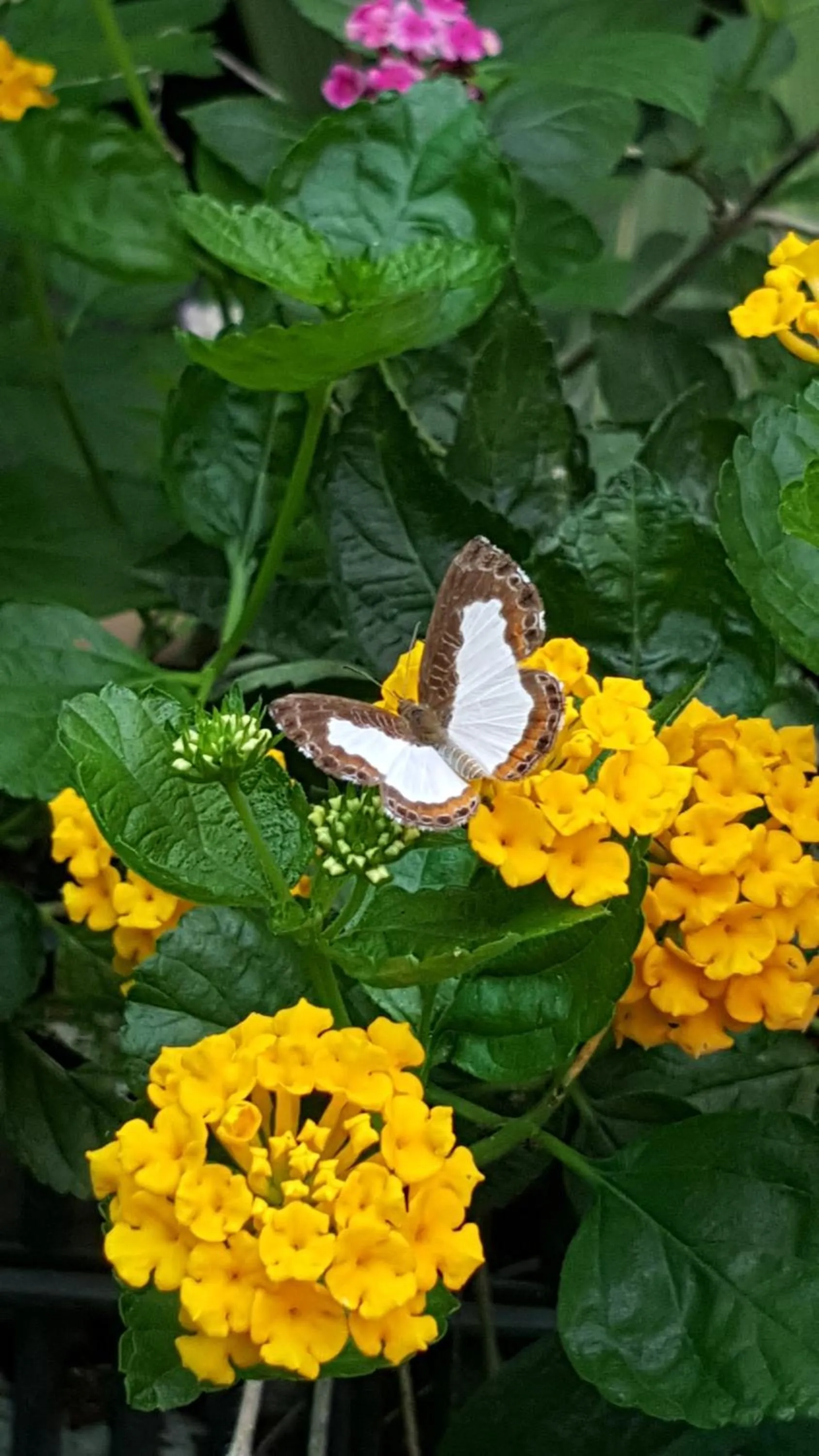Garden in Hotel La Mariposa