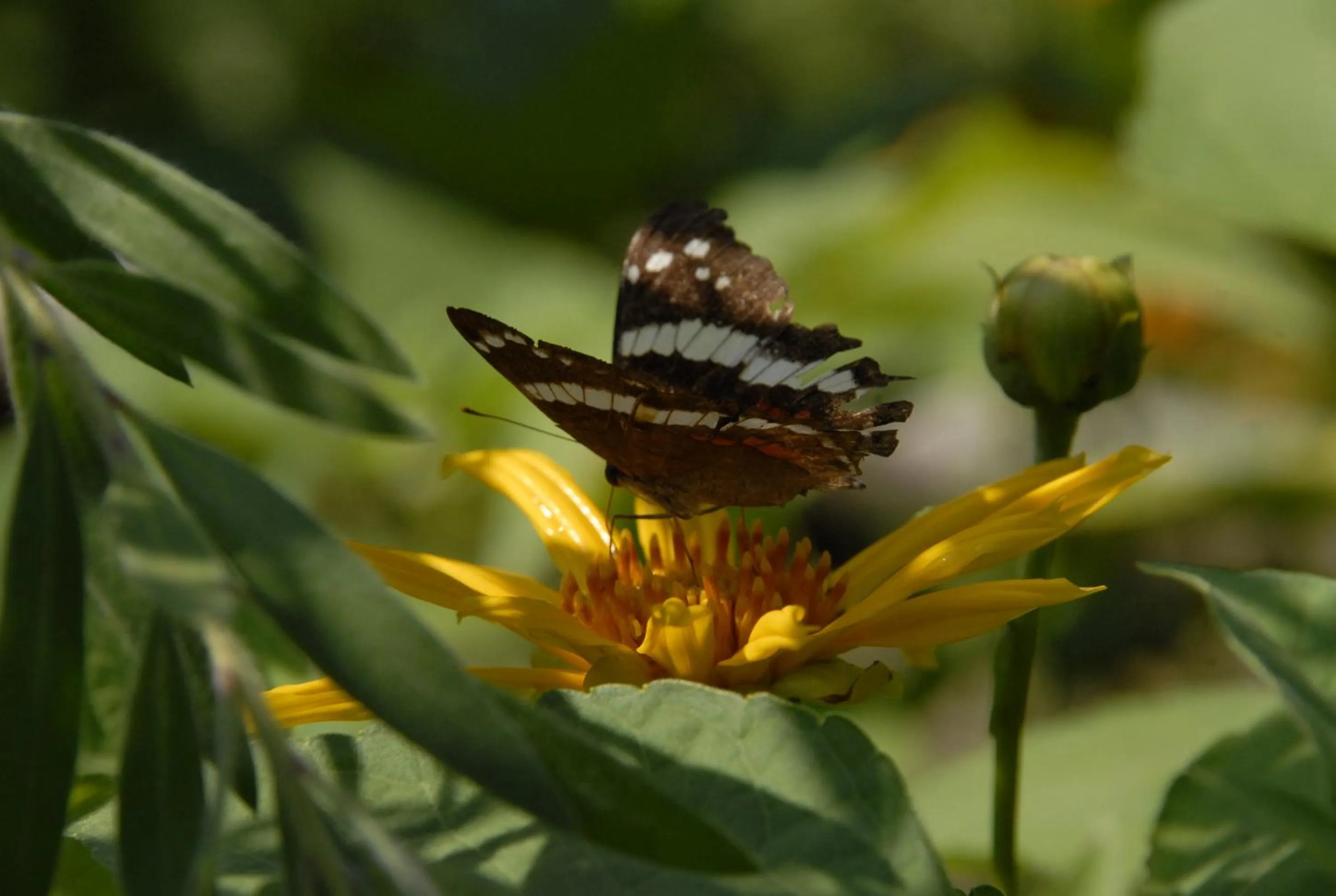 Garden in Hotel La Mariposa