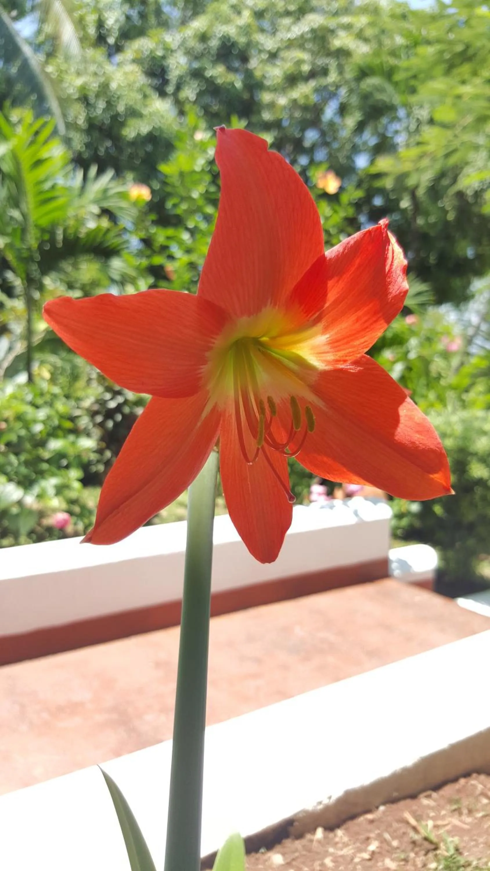 Garden in Hotel La Mariposa