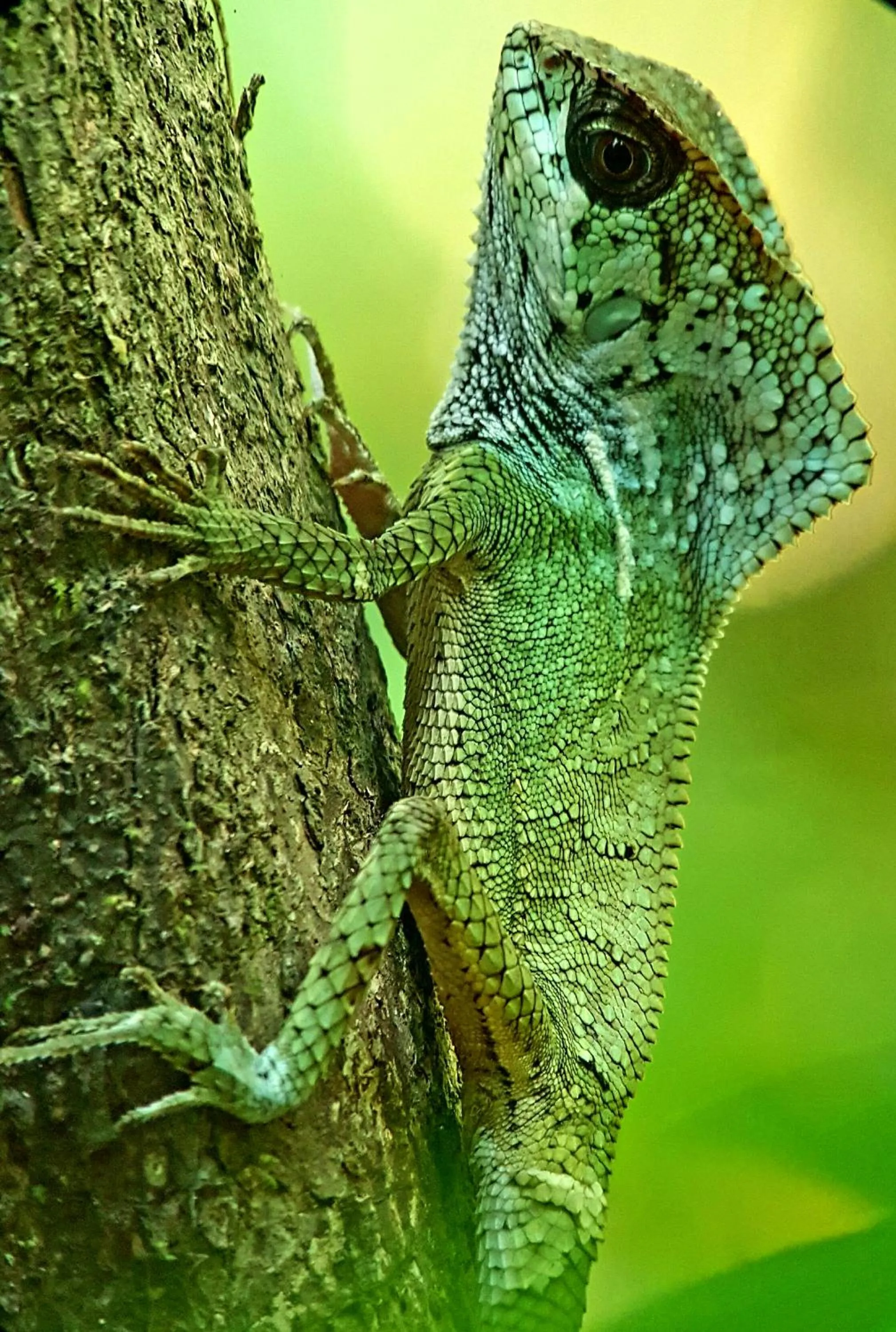 Animals in Hotel La Mariposa