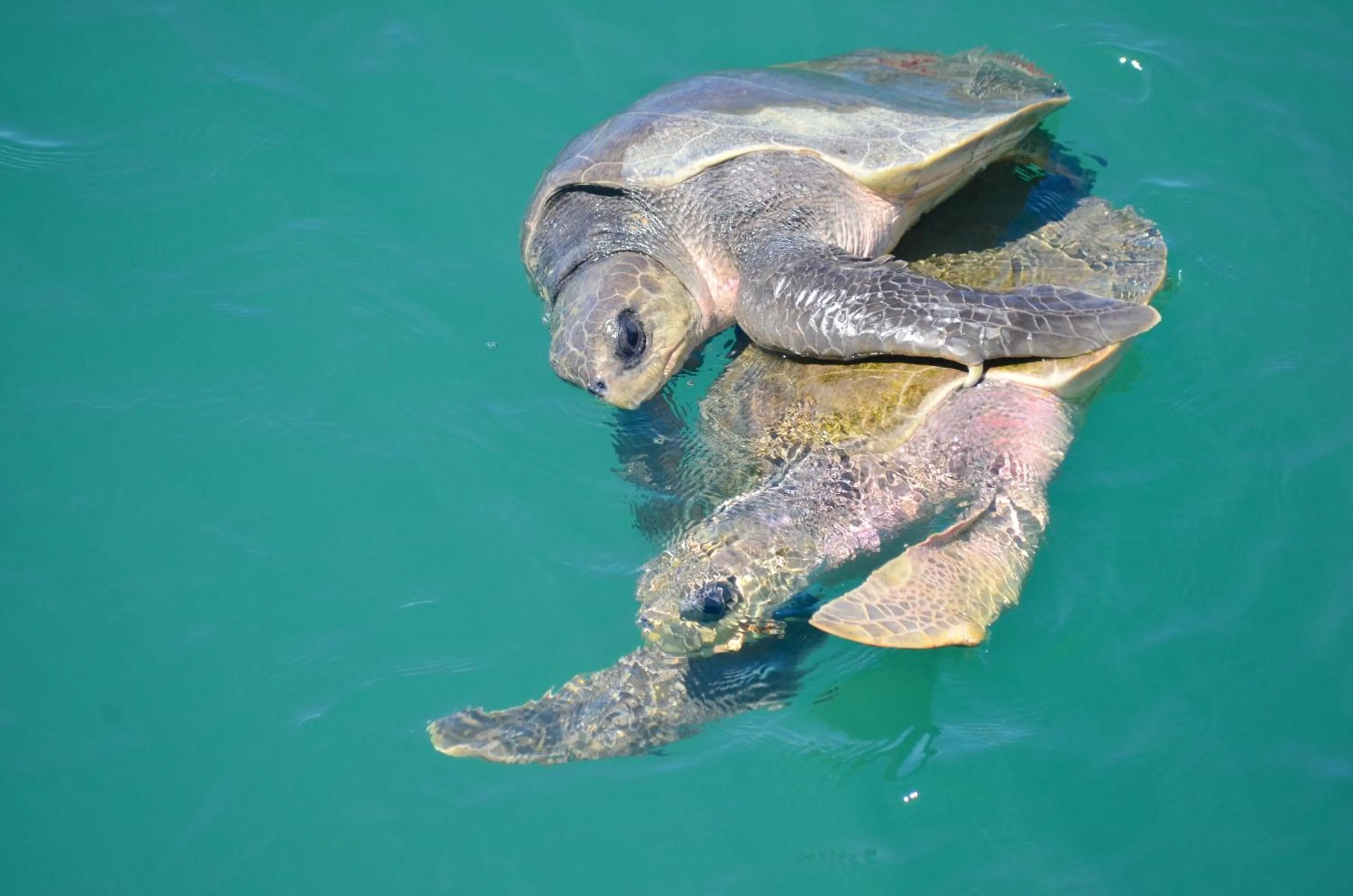 Natural landscape in Hotel La Mariposa