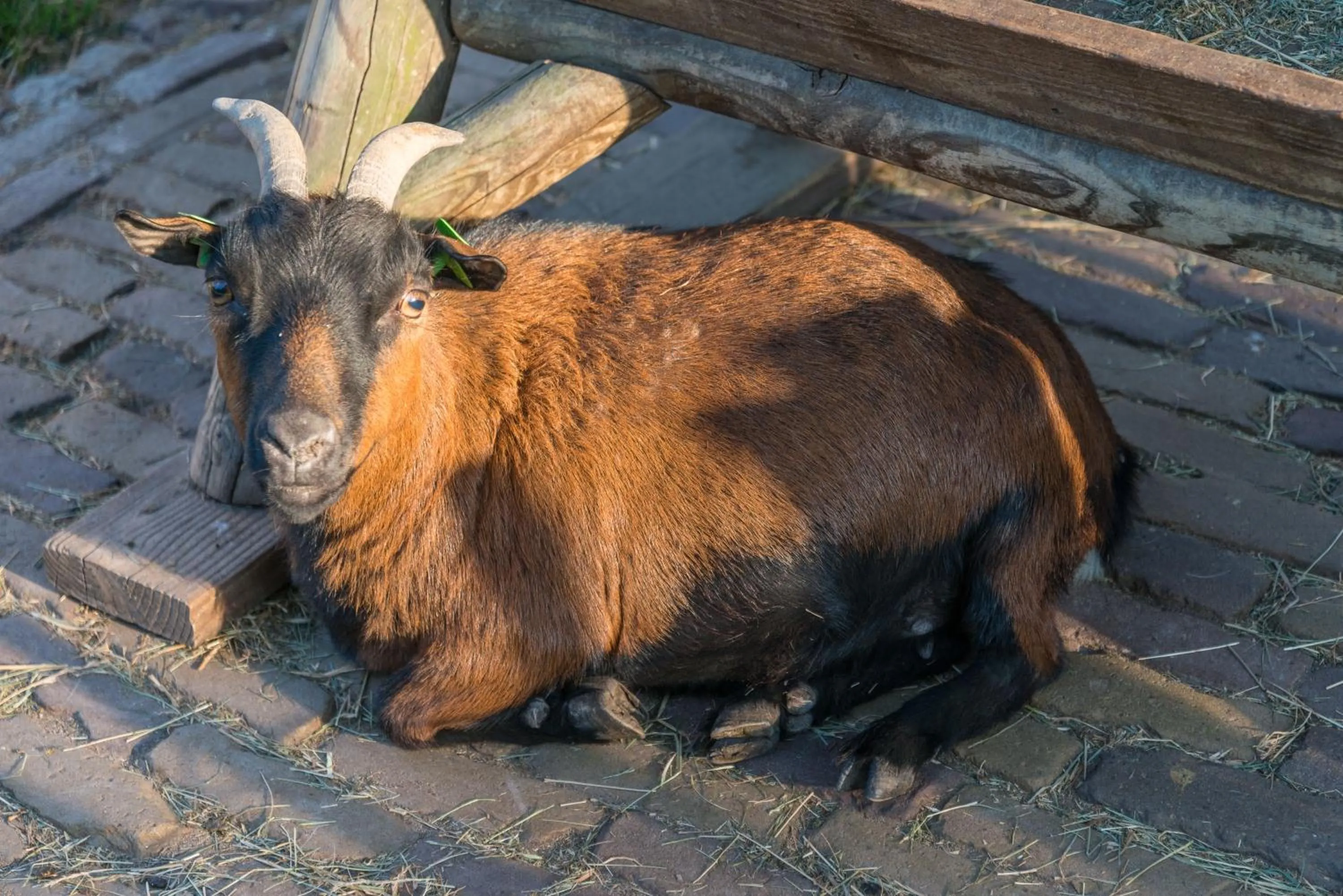 Animals in Bed en Breakfast Puur8a