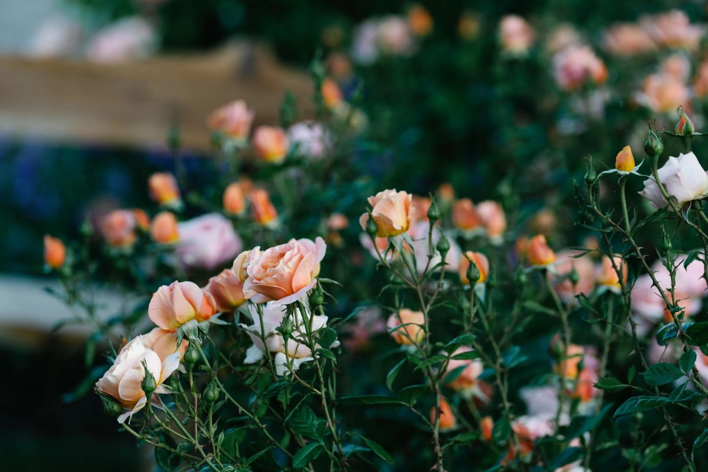 Granite Gardens Cottages & Lake Retreat