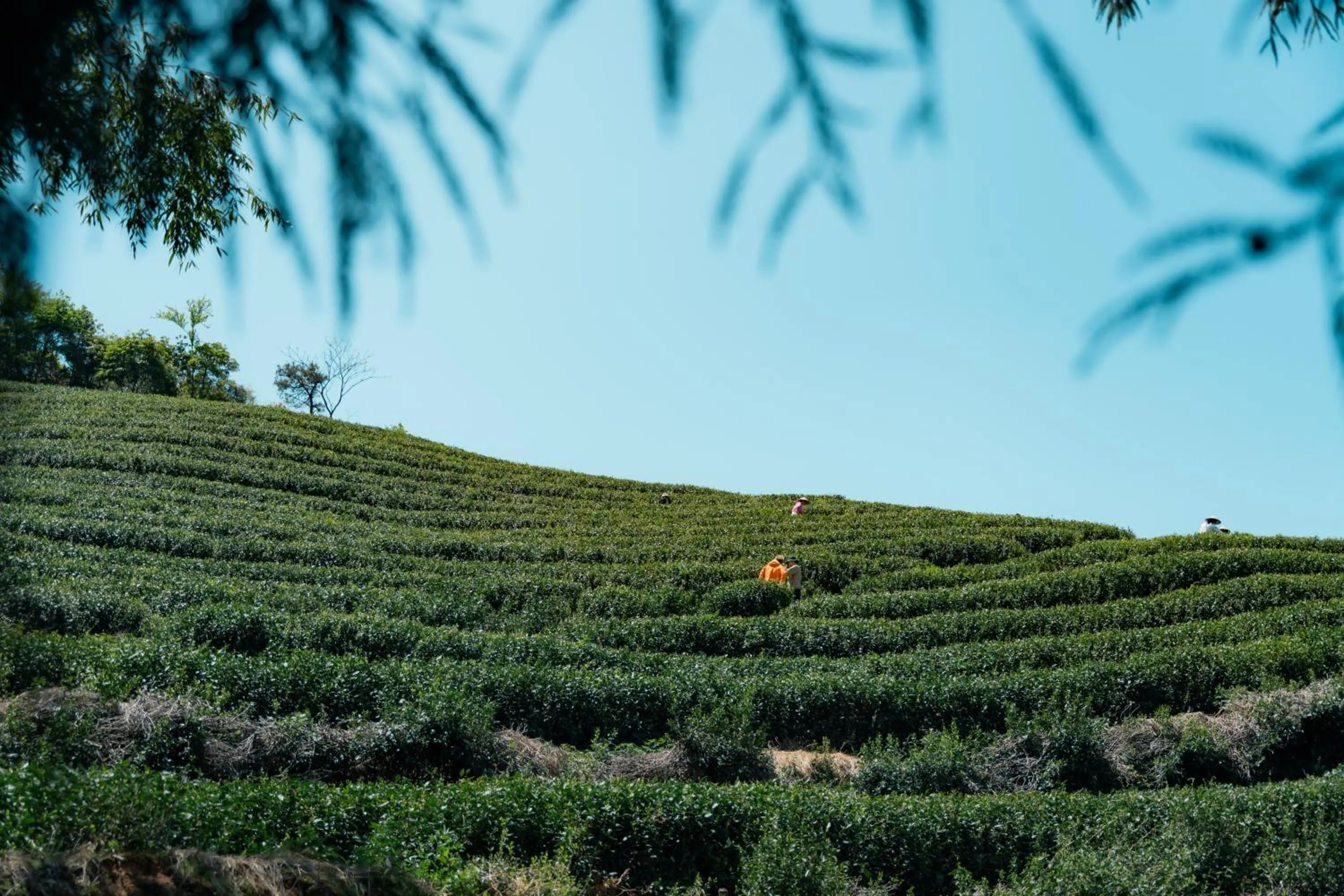 Other in AHN LAN Ninghai