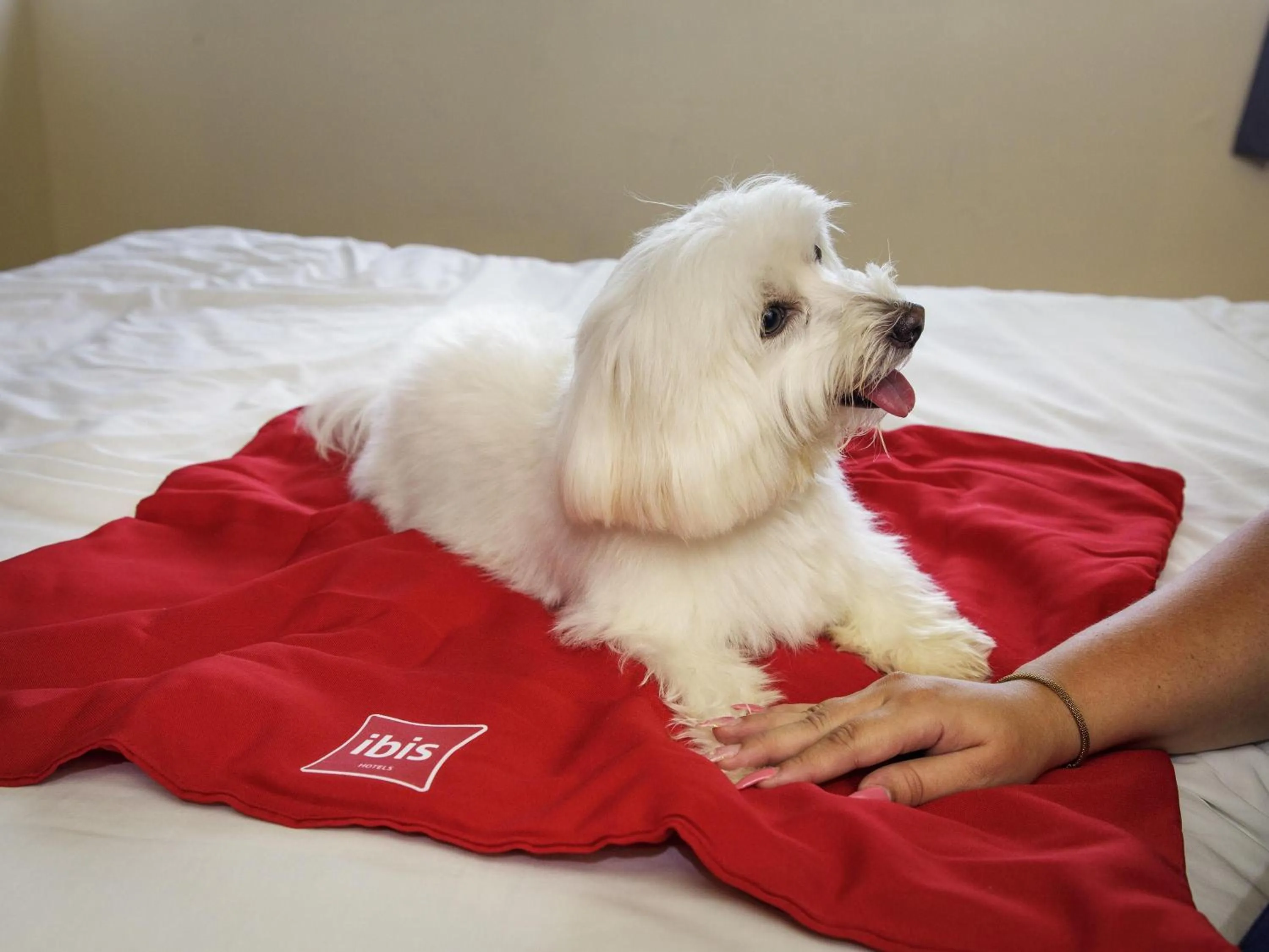 Bedroom in ibis Maceio Pajuçara