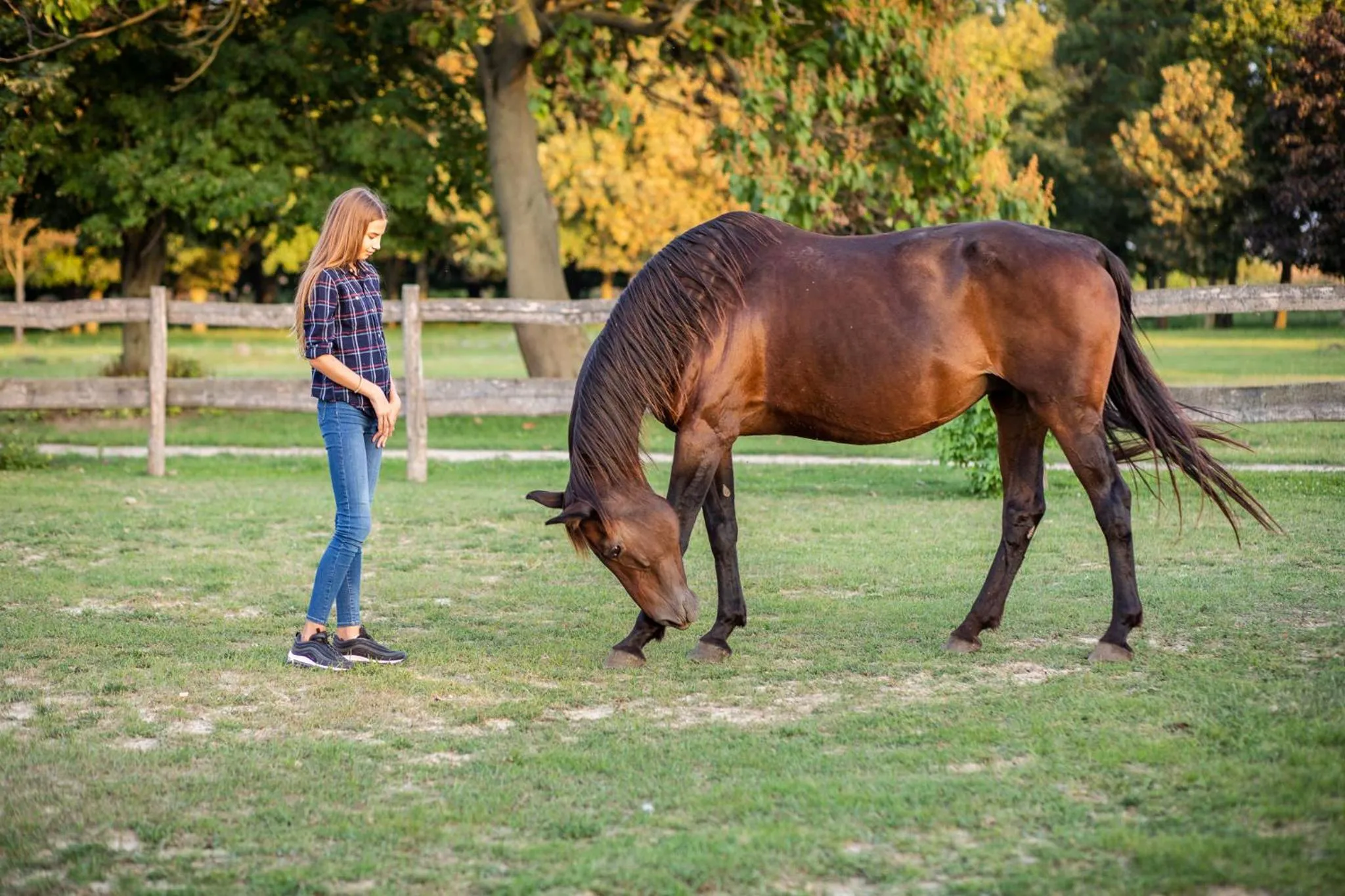 Animals in Tarnóca Kúria