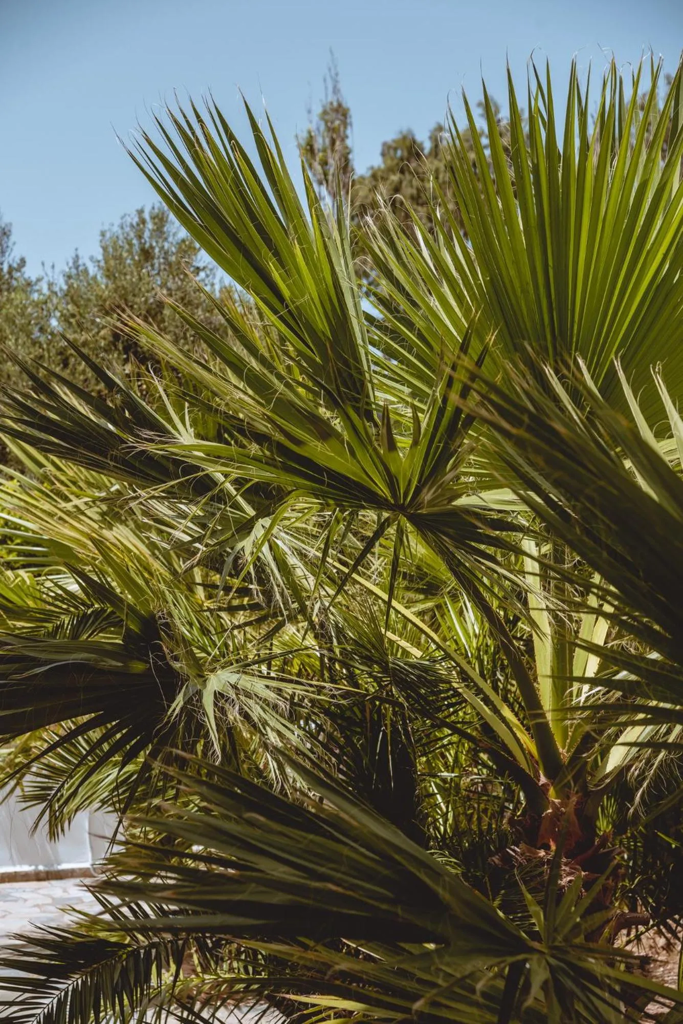 Garden in Iphigenia Mythic Retreat