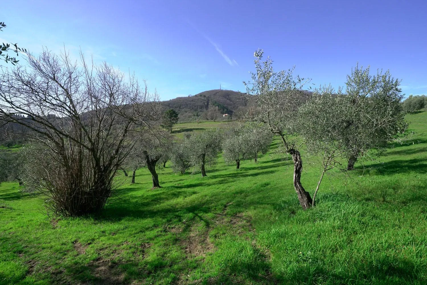 View (from property/room) in il Podere La Casina