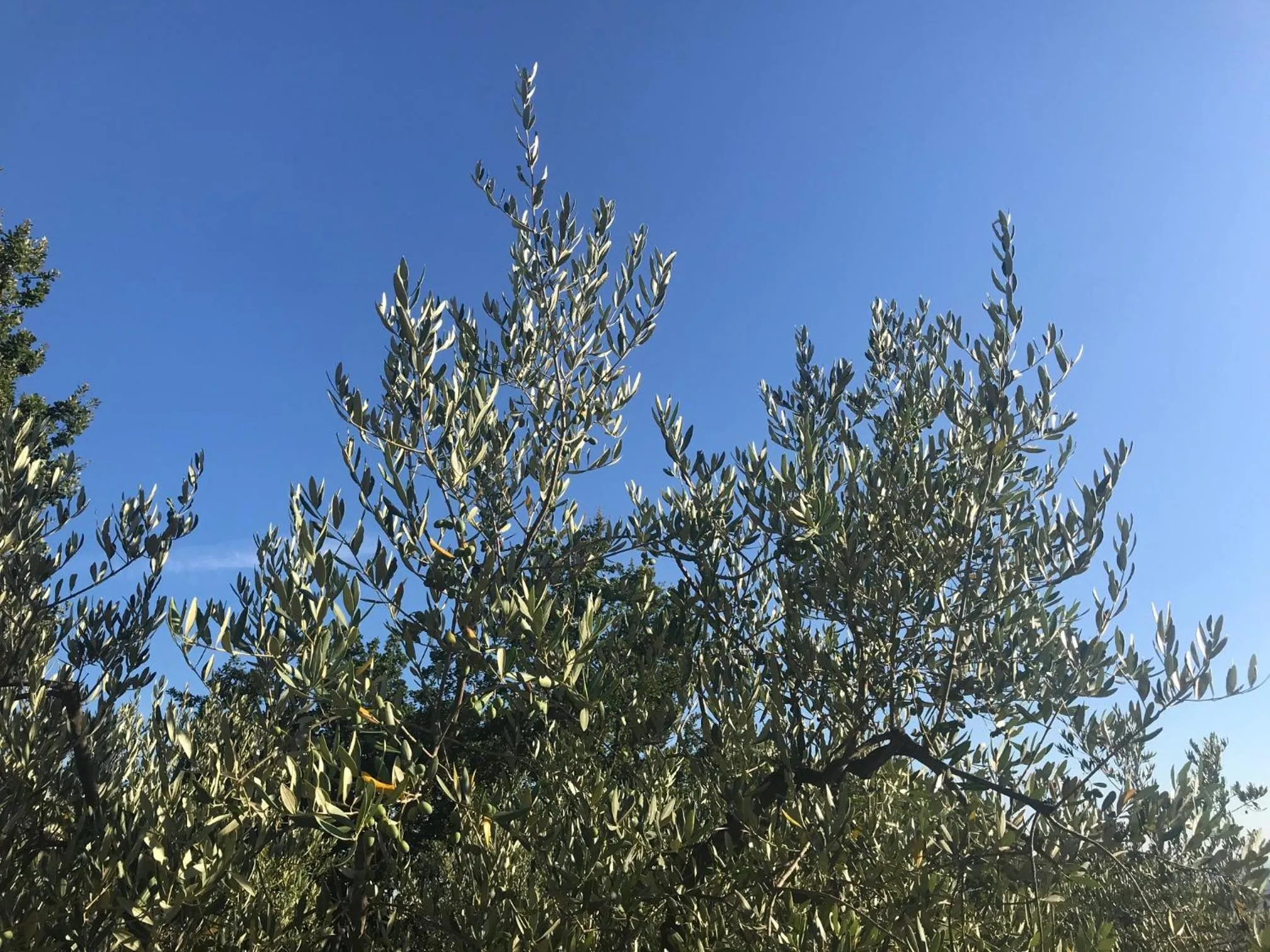 View (from property/room) in il Podere La Casina