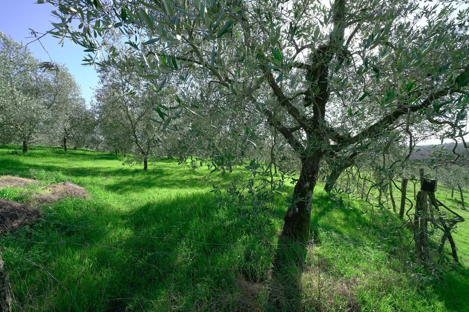 View (from property/room) in il Podere La Casina