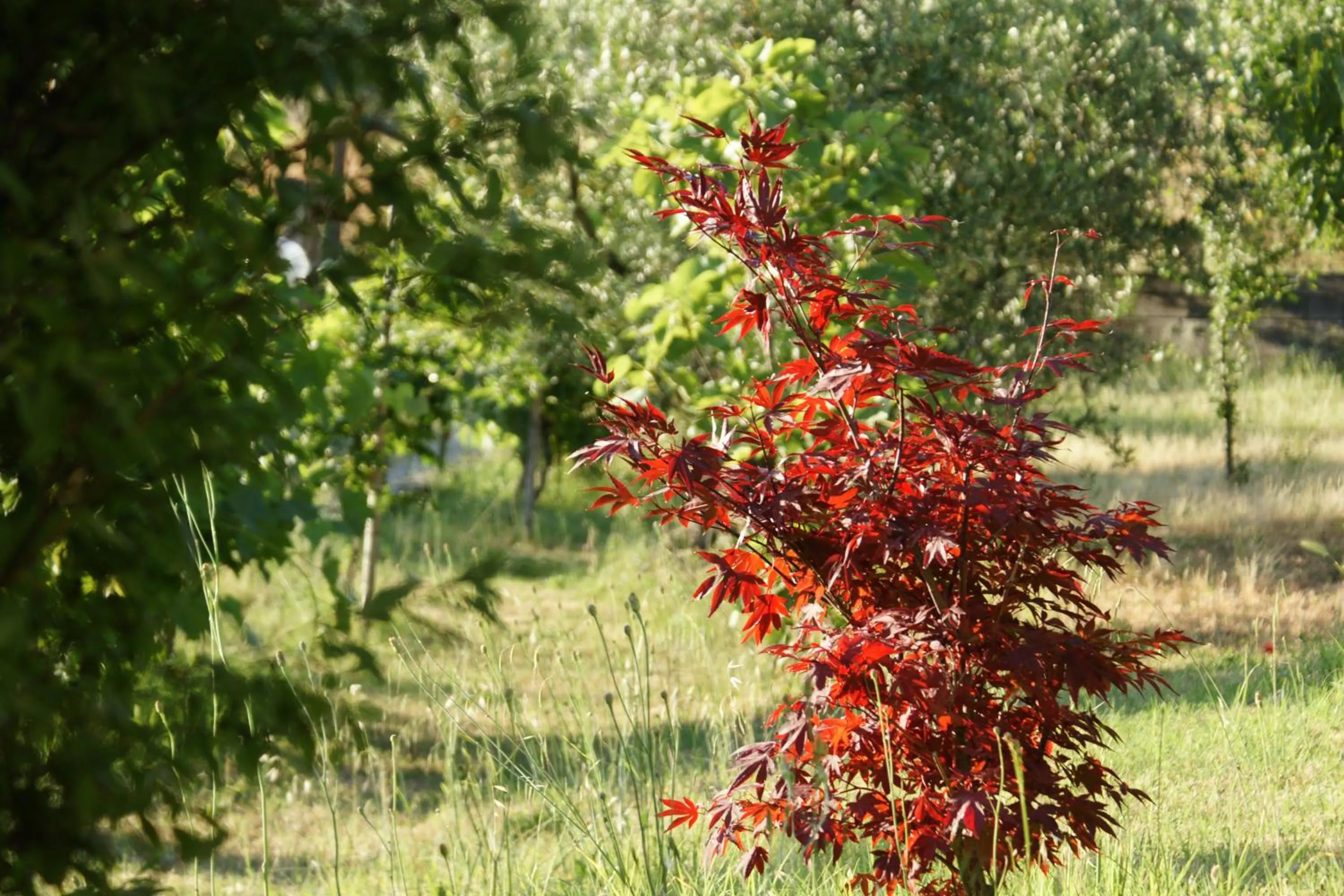 Garden in il Podere La Casina