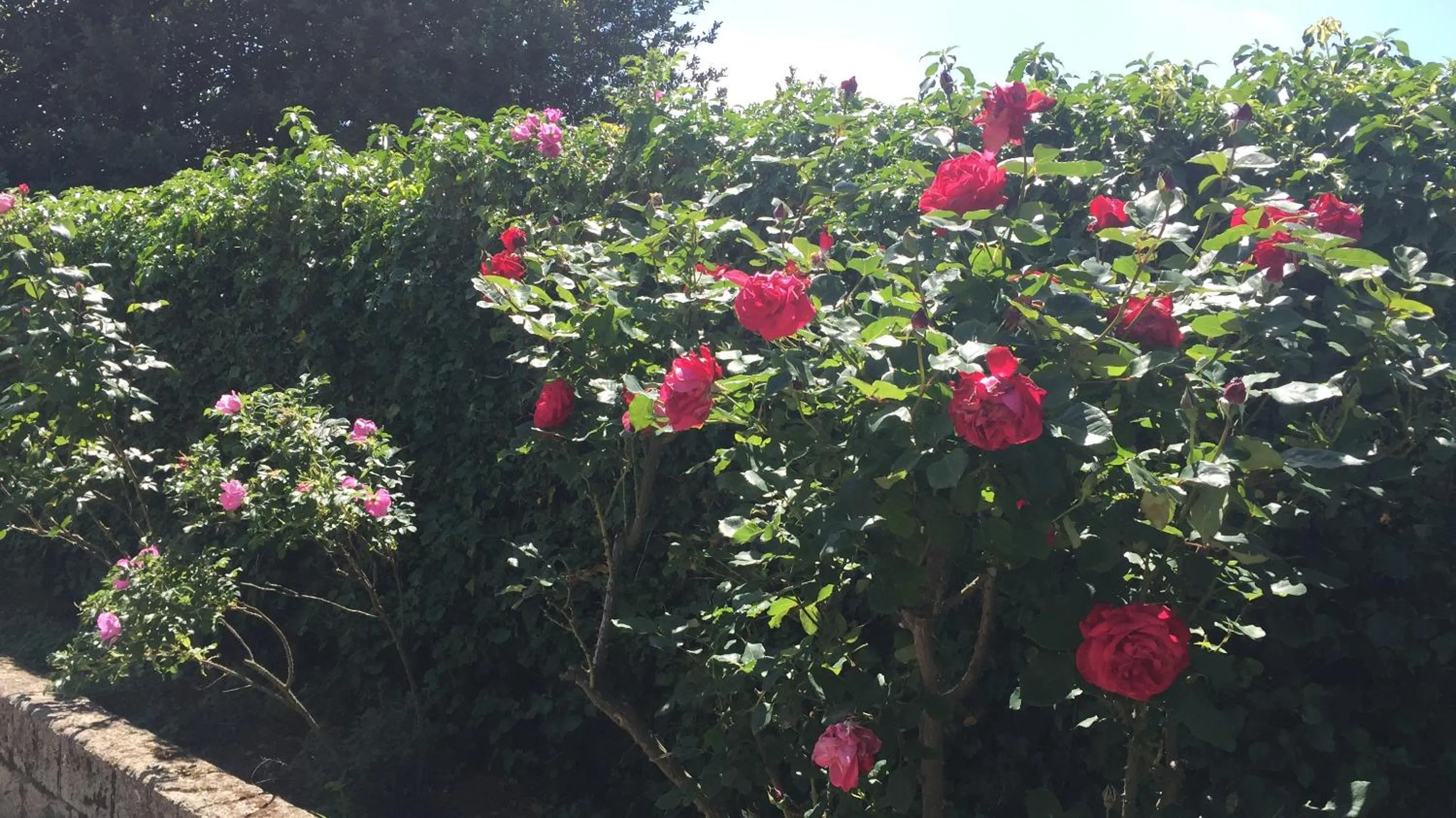 Garden in il Podere La Casina