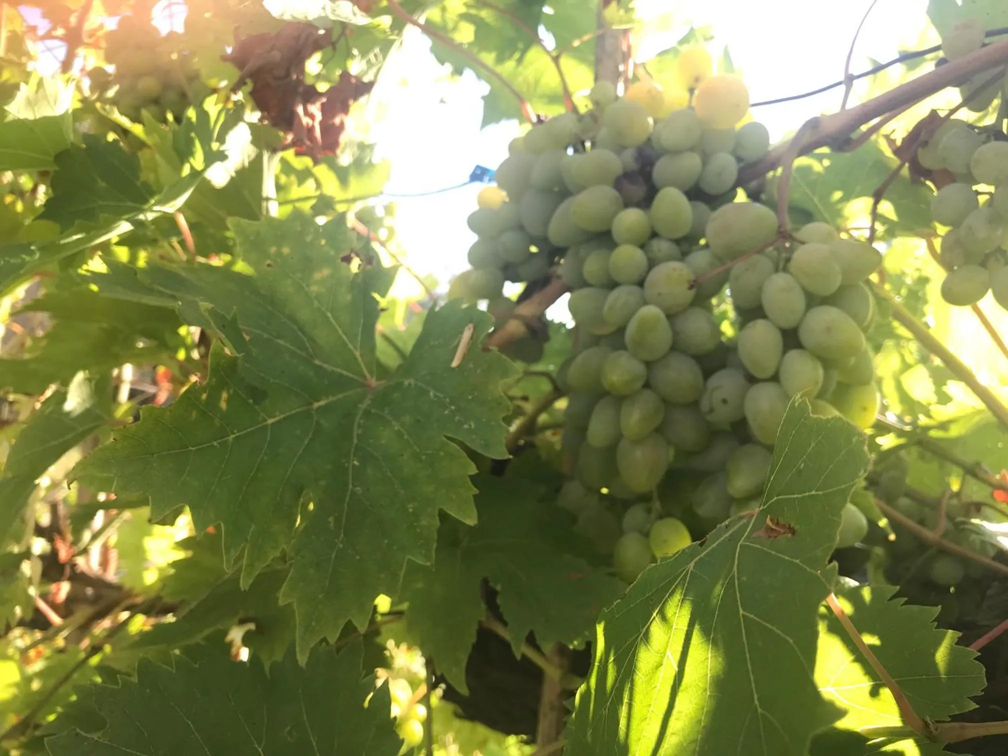 Activities in il Podere La Casina